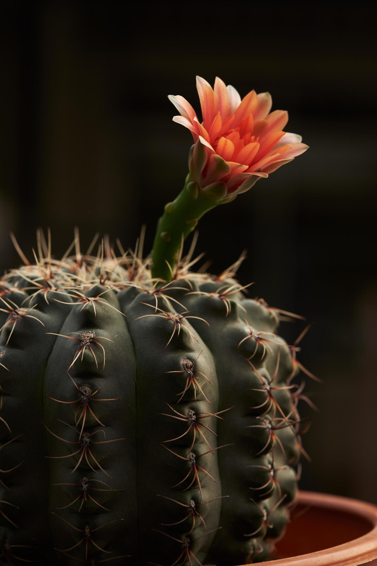 close-up linda flor de cacto gymnocalycium 10602773 Foto de stock no  Vecteezy