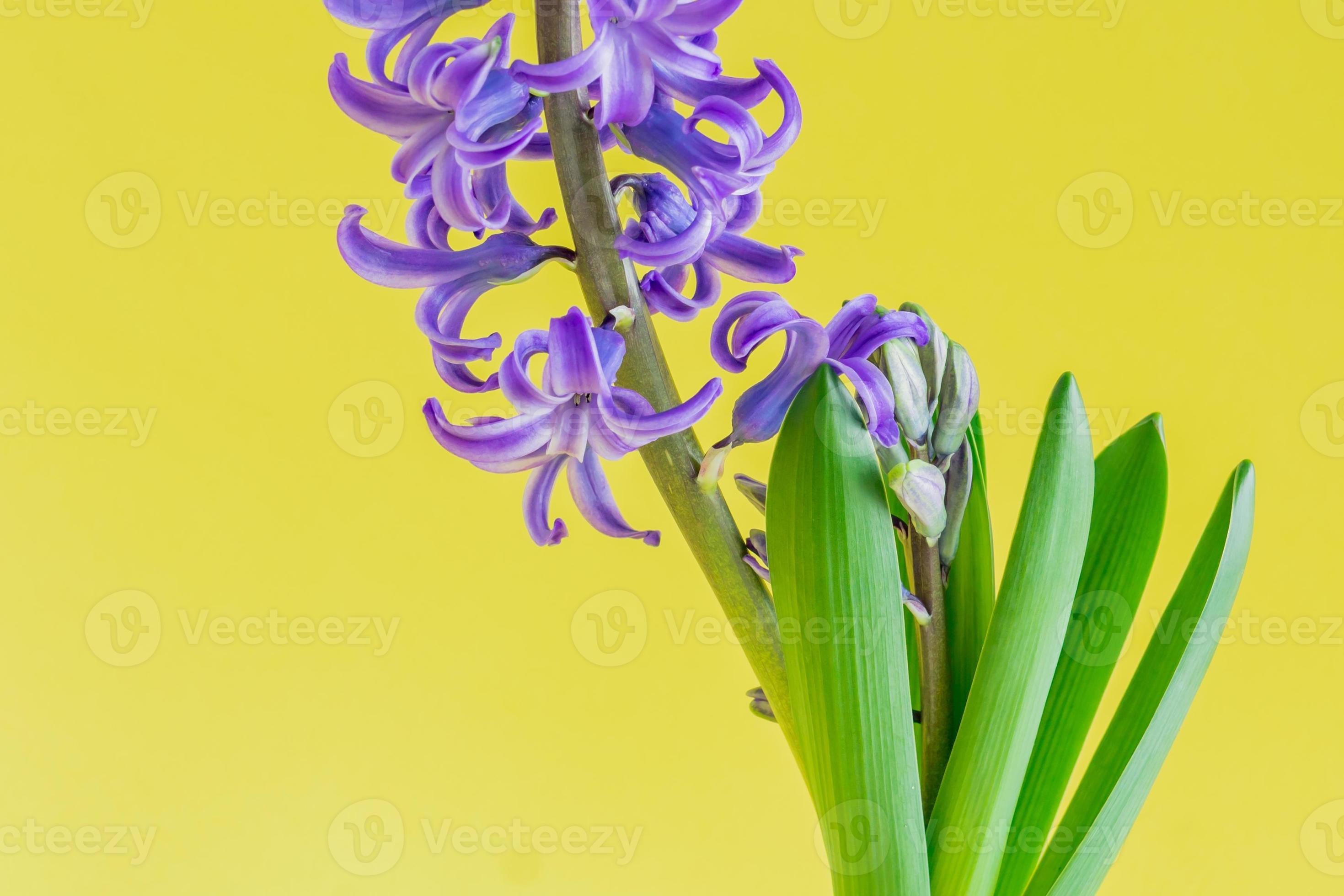 close-up de flor de jacinto azul desabrochando sobre fundo amarelo.  10608620 Foto de stock no Vecteezy