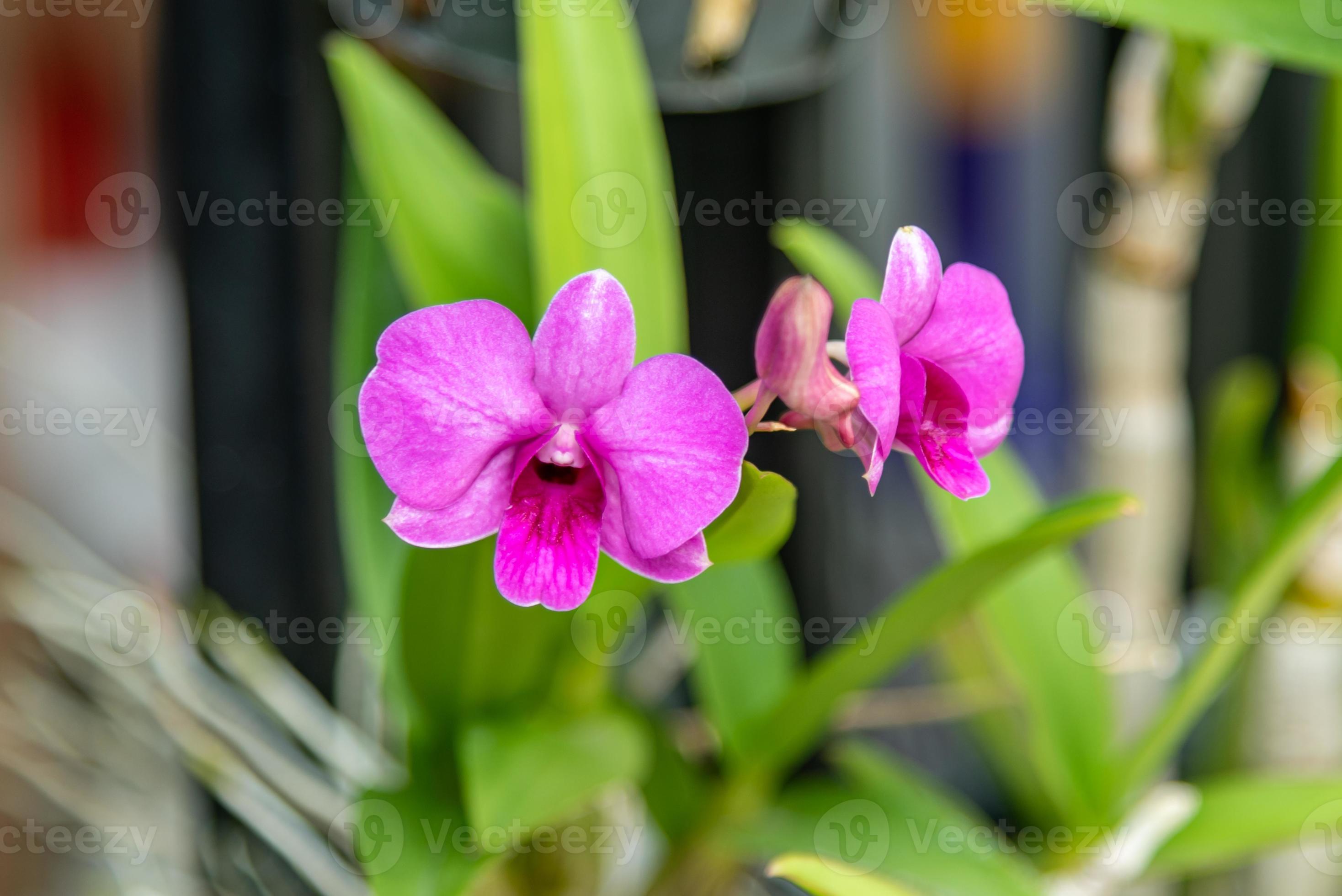 flor de orquídea florescendo no jardim 10830441 Foto de stock no Vecteezy