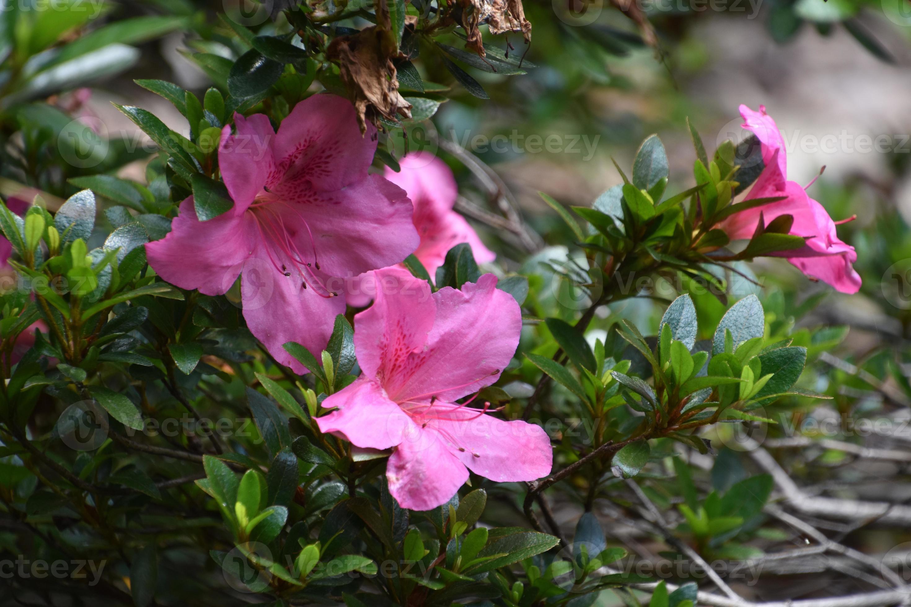 lindo arbusto de azaléia florido com grandes flores cor de rosa 10902882  Foto de stock no Vecteezy