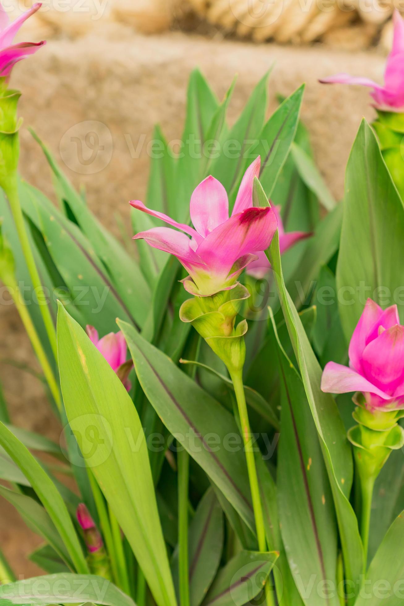 siam tulipa ou flor de curcuma close-up. 11034832 Foto de stock no Vecteezy