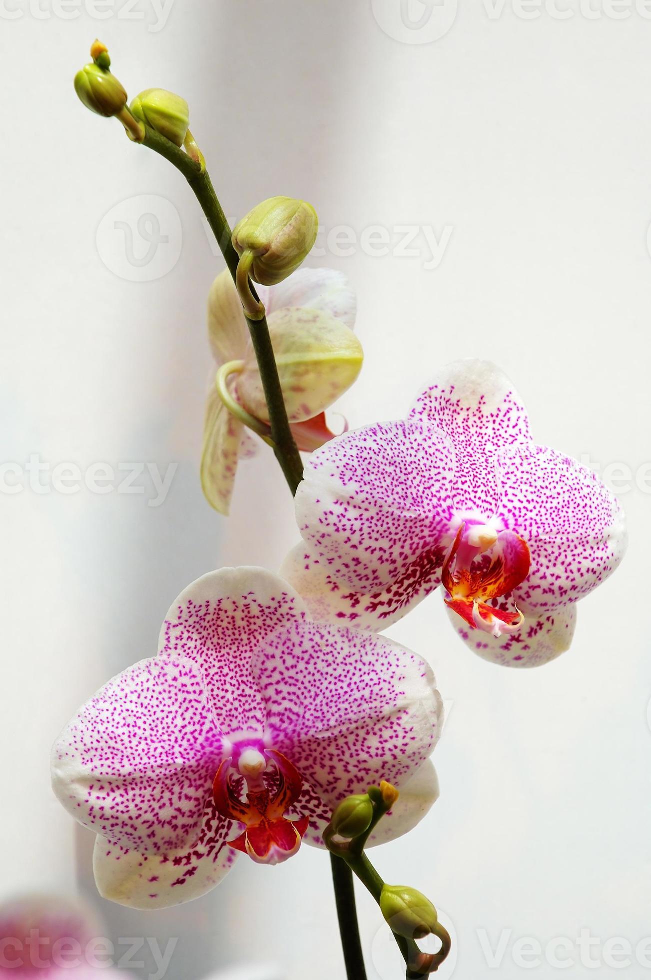 orquídea branca com manchas cor de rosa 1104055 Foto de stock no Vecteezy
