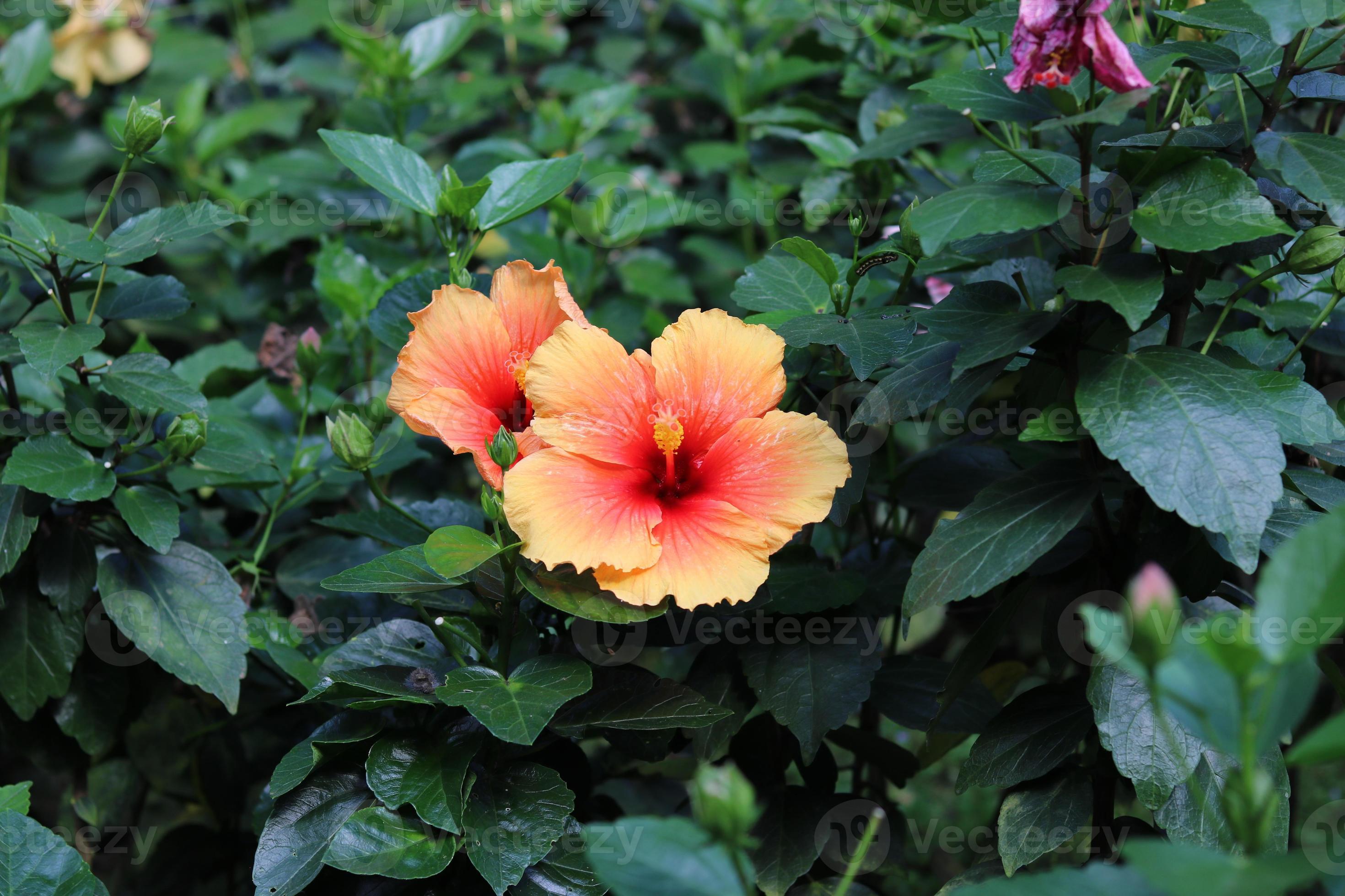 hibiscus rosa-sinensis, malvaceae. lindas flores decoram o quintal da casa.  lindo fundo de flores naturais. 11045827 Foto de stock no Vecteezy