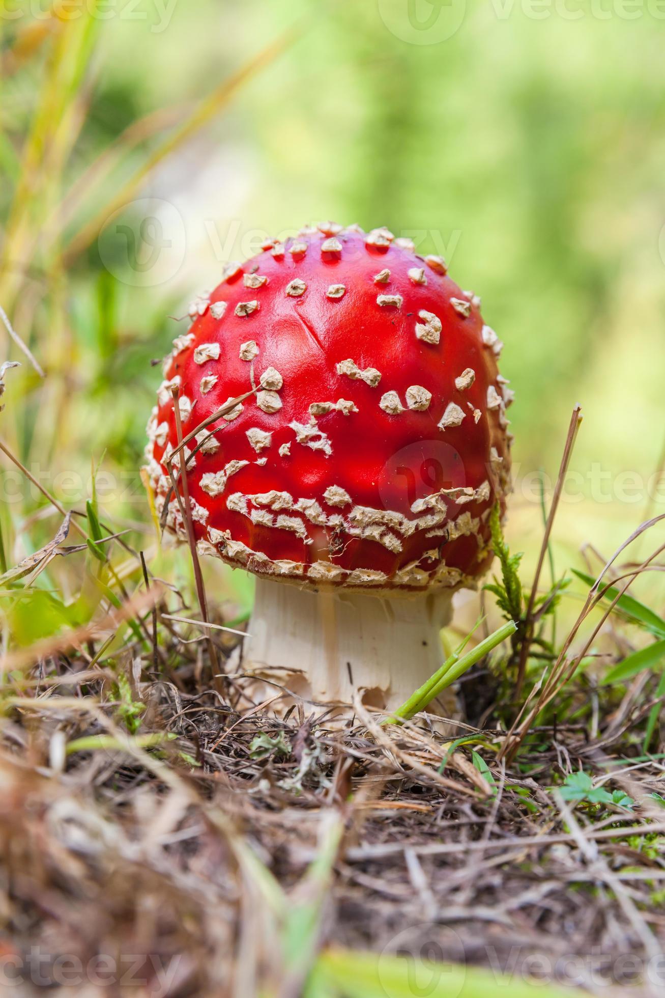 cogumelos vermelhos formando fungos foto