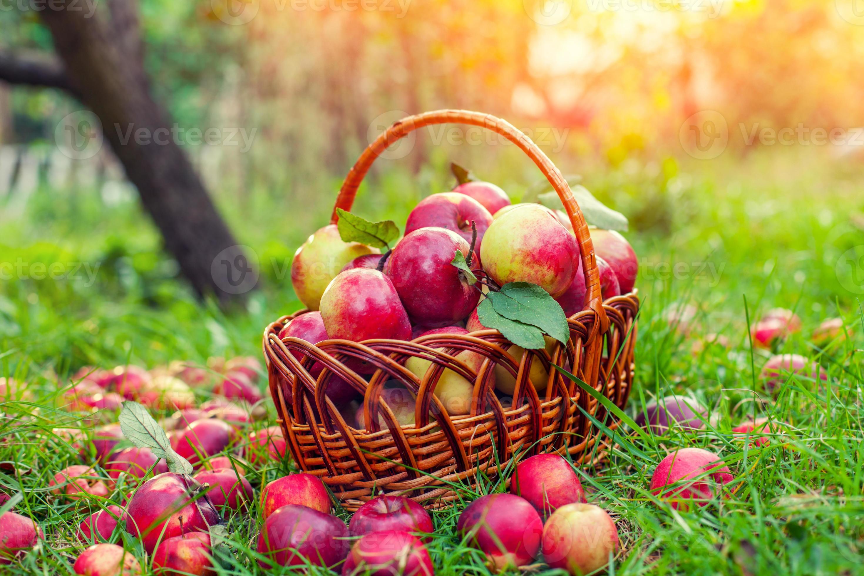 cesta com maçãs vermelhas na grama foto
