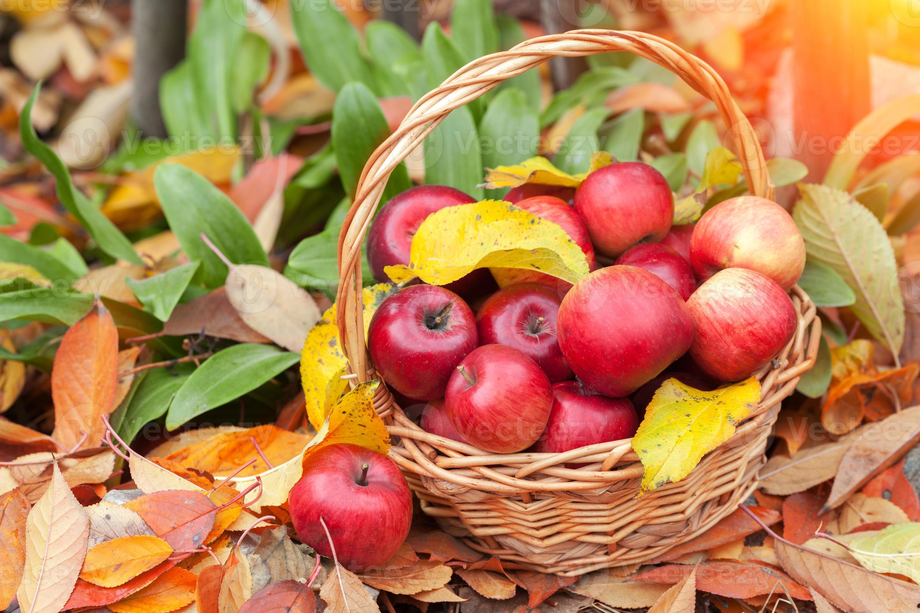 cesta com maçãs nas folhas caídas foto