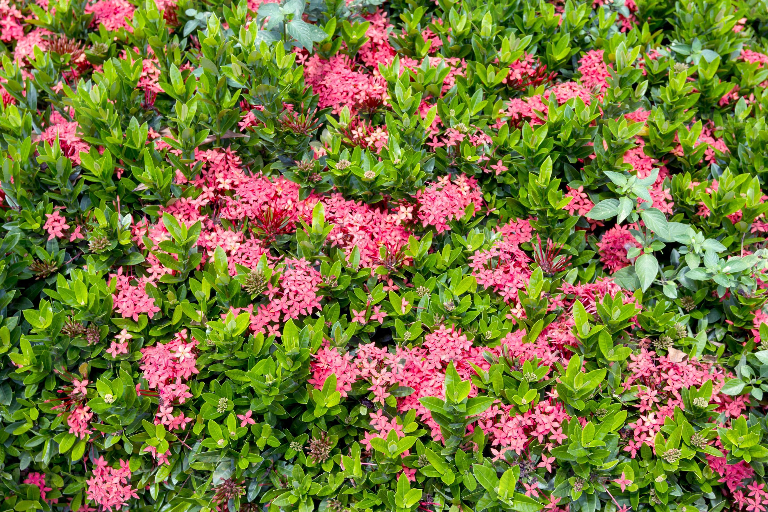 flor rosa ixora coccinea no jardim 11088847 Foto de stock no Vecteezy