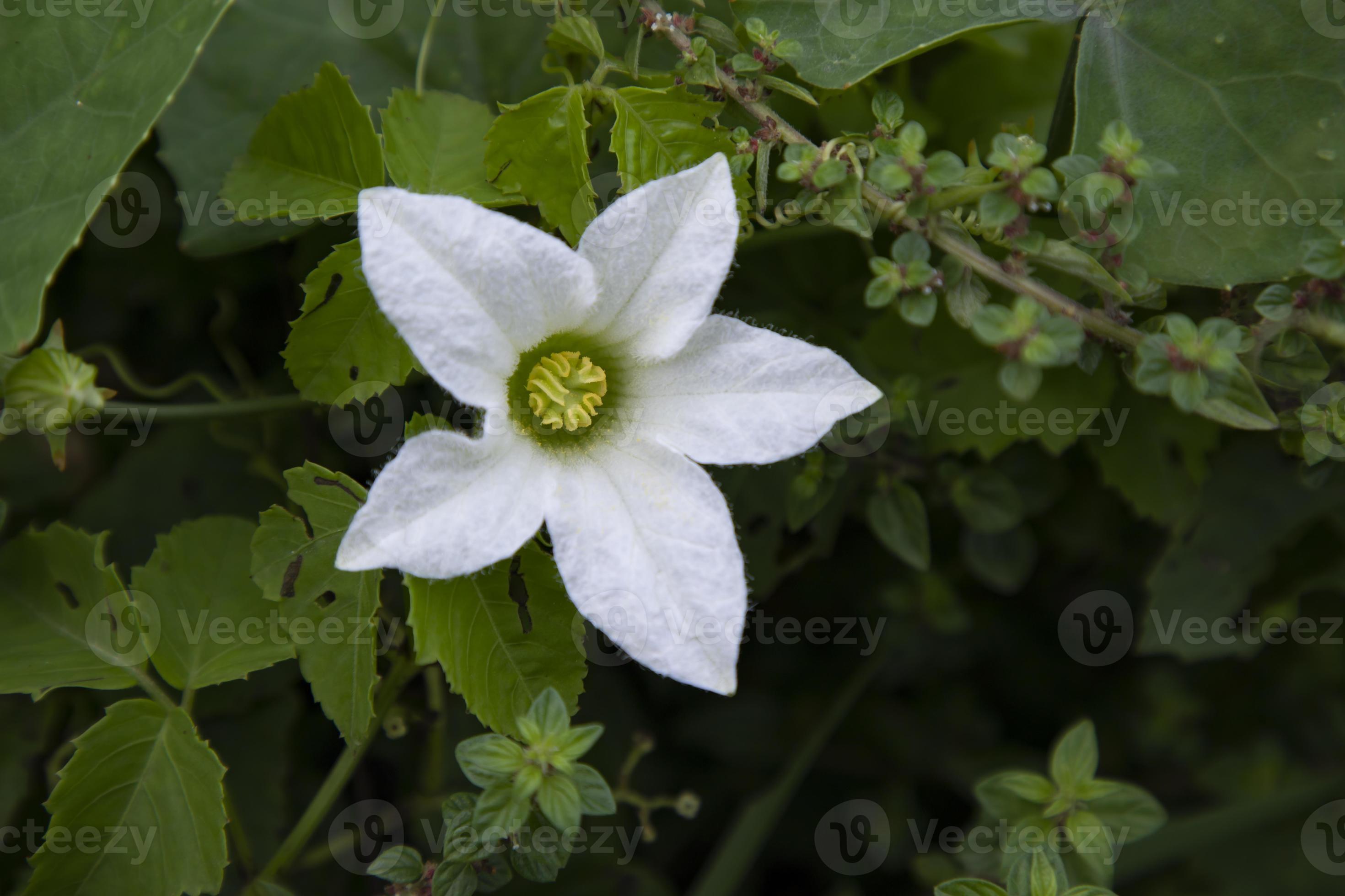 cabaça de hera nome científico occinia grandis flor branca 11107580 Foto de  stock no Vecteezy