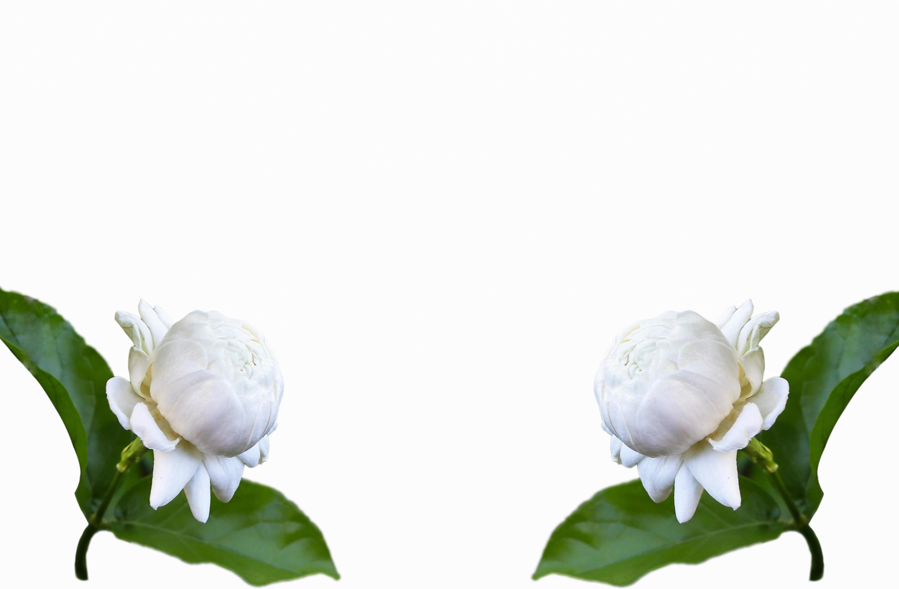 flor de jasmim em um espaço de fundo branco para texto 11130686 Foto de  stock no Vecteezy