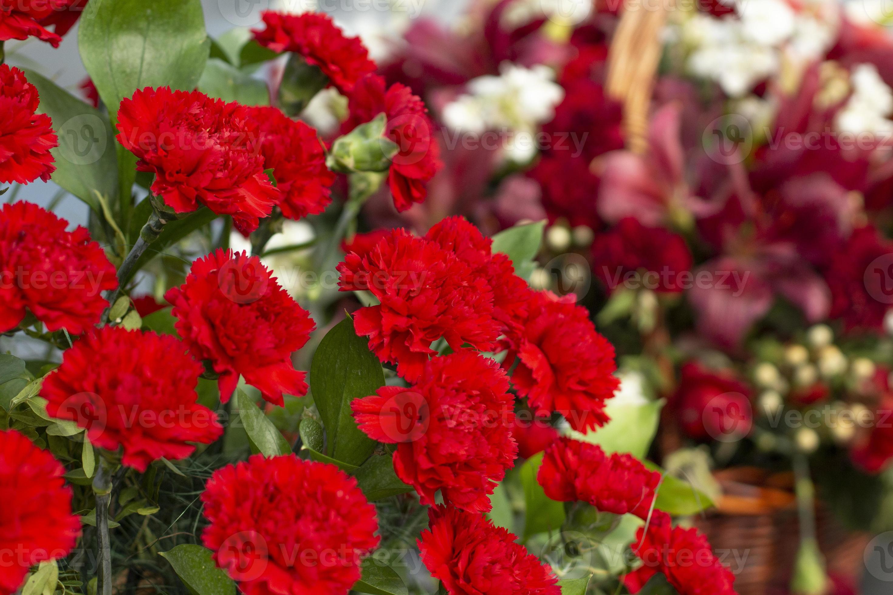 cravos vermelhos. flores no monumento. plantas do jardim são reunidas.  11347439 Foto de stock no Vecteezy