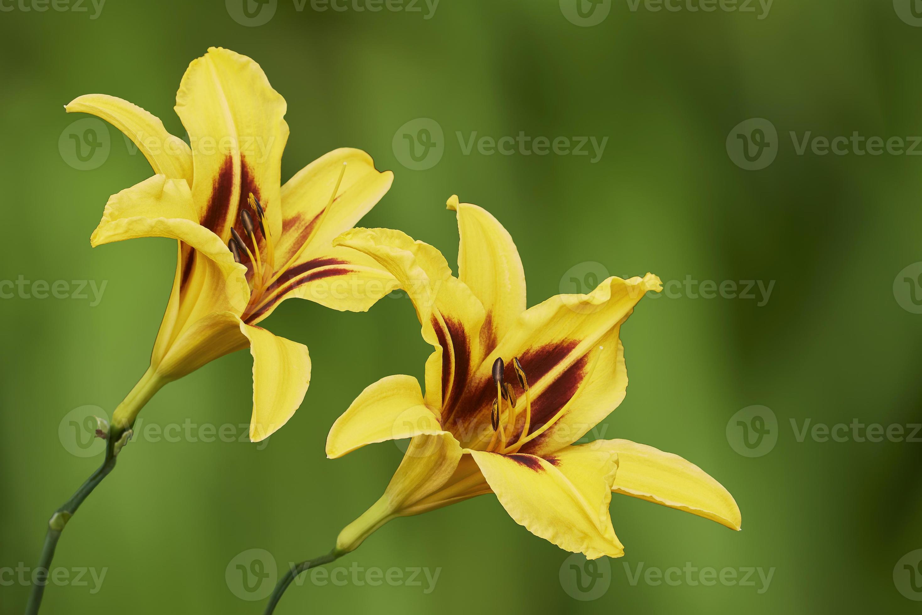 duas flores de lírio amarelo 11533976 Foto de stock no Vecteezy