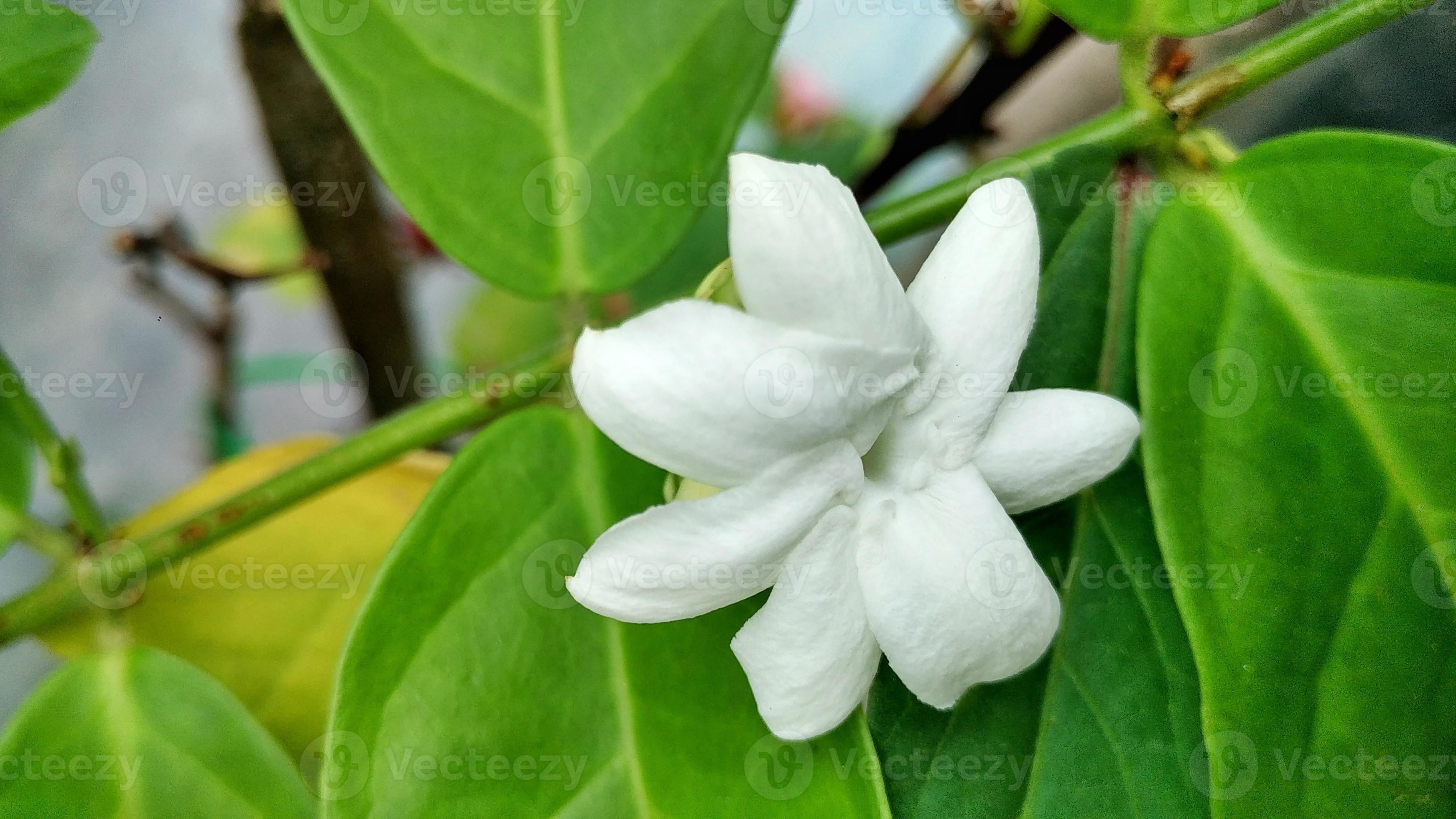 flor branca de jasmim 11548664 Foto de stock no Vecteezy