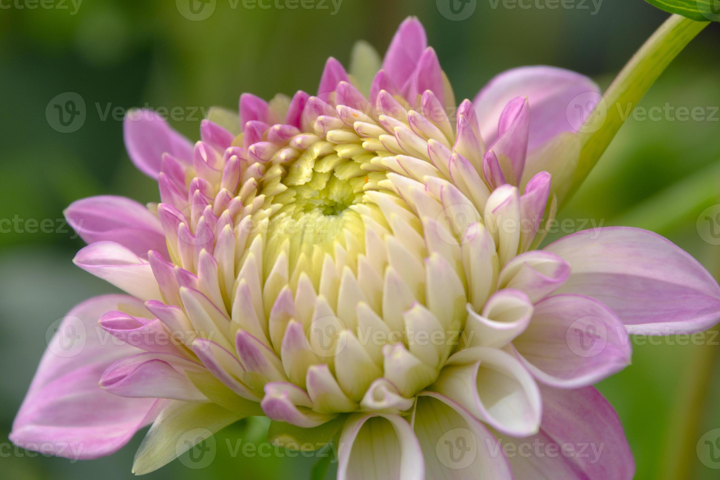 close-up de uma flor de dália rosa e branca prestes a abrir. 11566354 Foto  de stock no Vecteezy