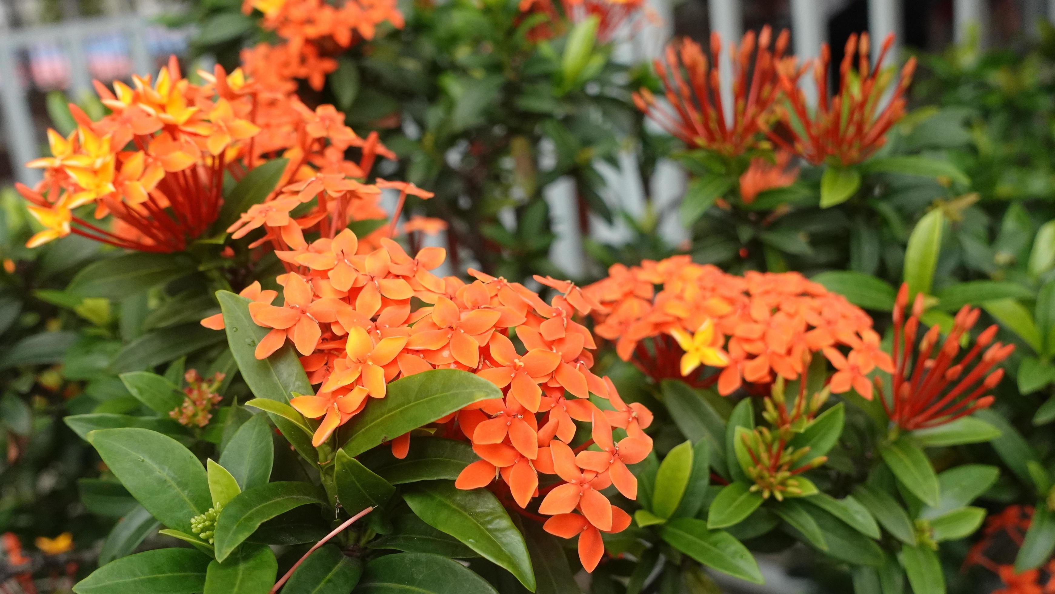 flor soka gênero ixora jardim flor 11605387 Foto de stock no Vecteezy