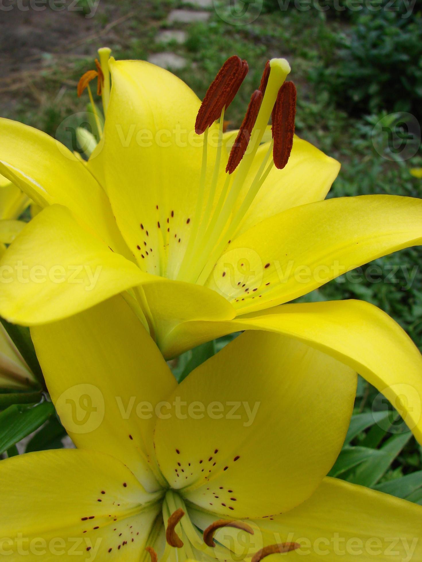 a flor de um lírio amarelo crescendo em um jardim. 11800080 Foto de stock  no Vecteezy