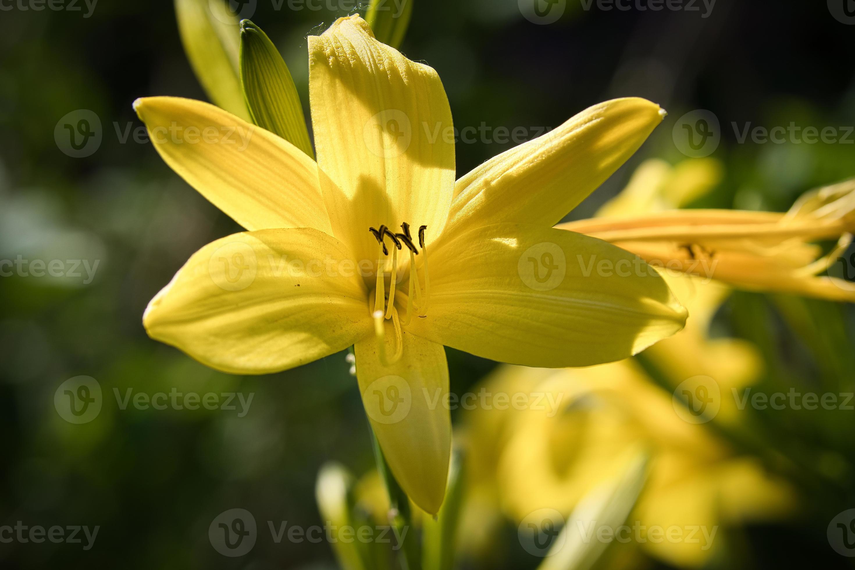 lindo lírio amarelo com lindo bokeh. folhas verdes completam a harmonia de  cores 12039429 Foto de stock no Vecteezy