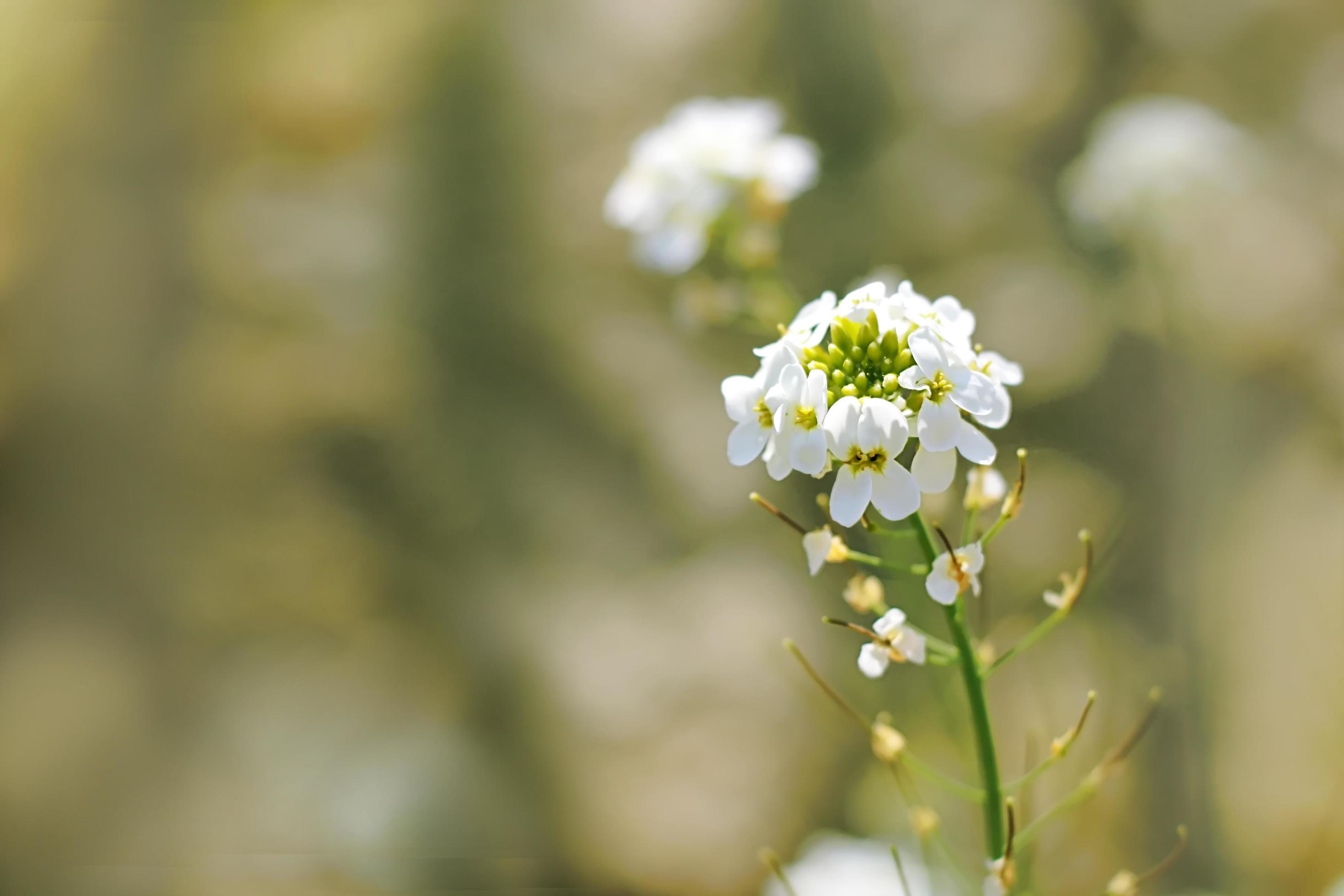 flores brancas em campo foto