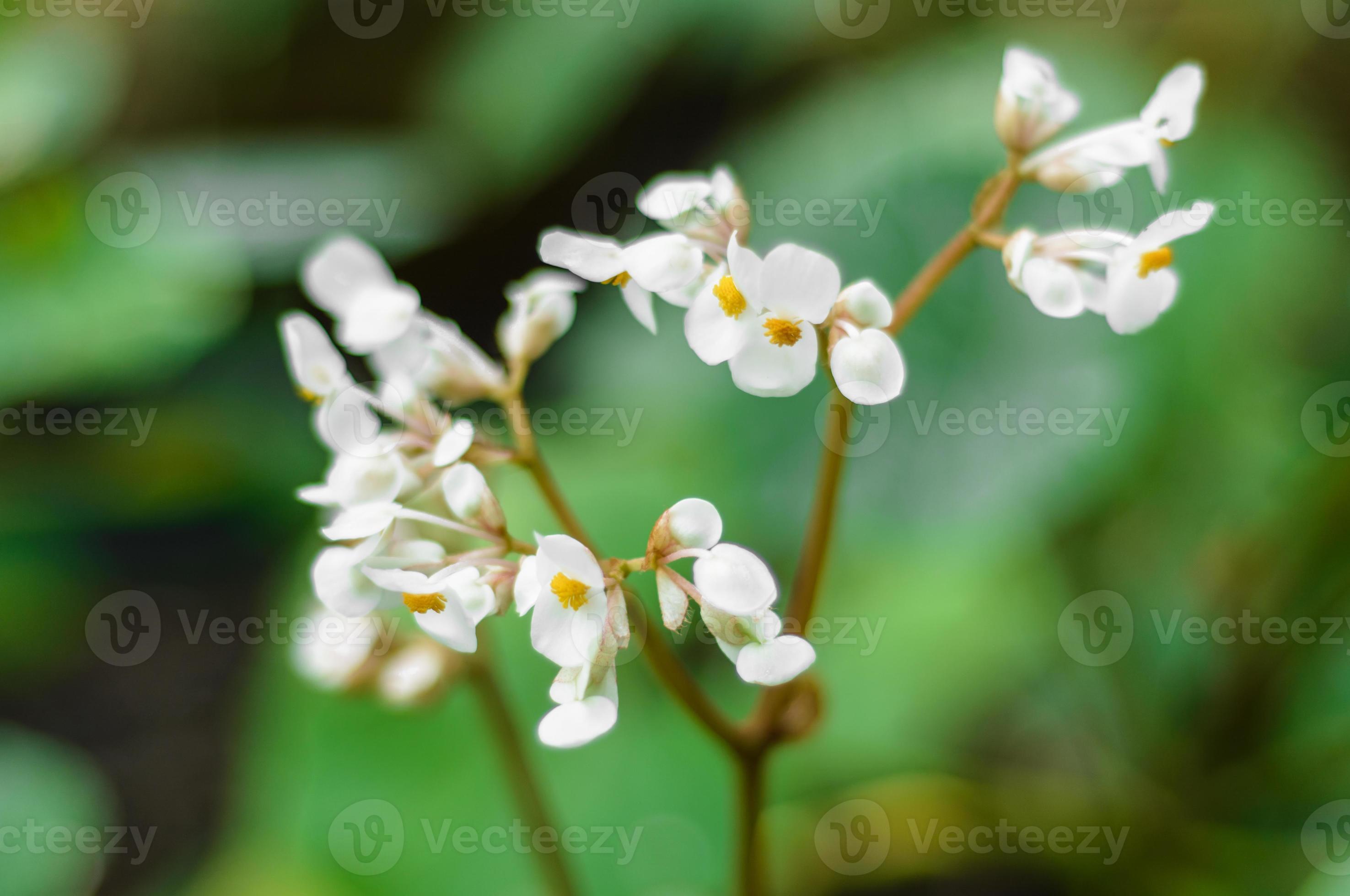 flor de begônia branca 1247371 Foto de stock no Vecteezy