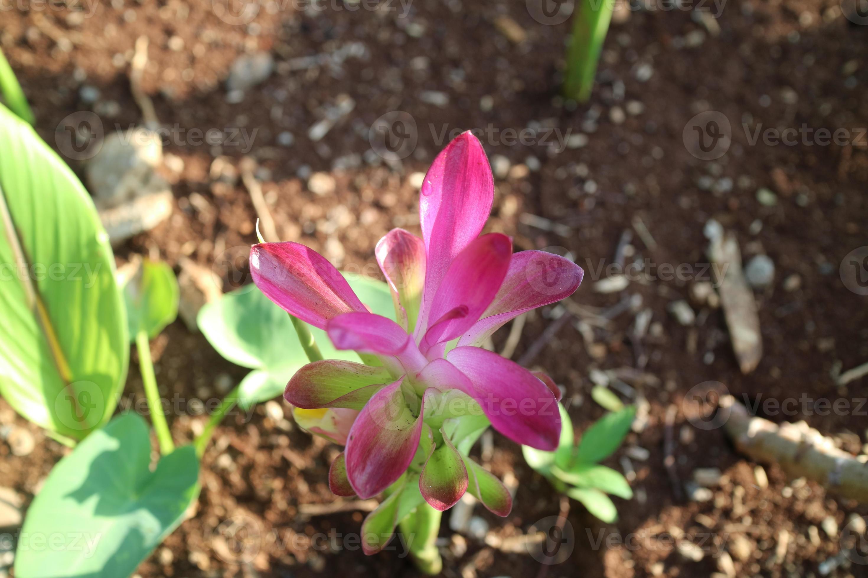 bela planta de flor de curcuma aromatica 12496335 Foto de stock no Vecteezy