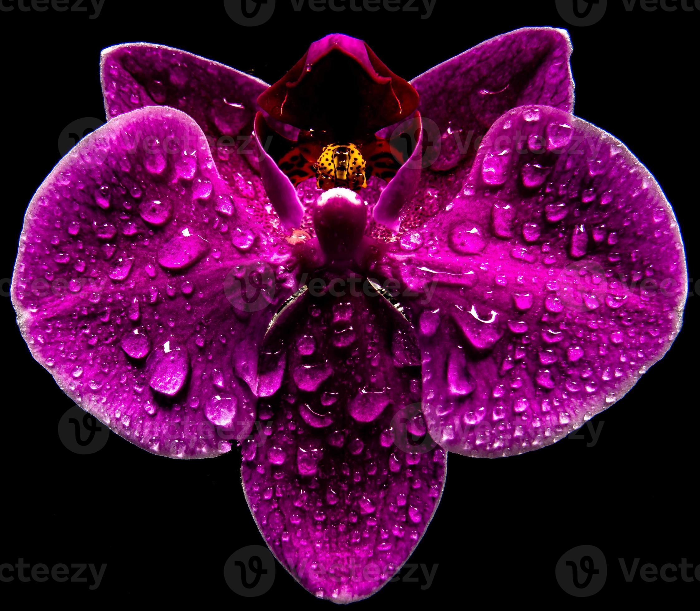 flor de orquídea roxa com gotas de água em fundo preto 1250863 Foto de  stock no Vecteezy