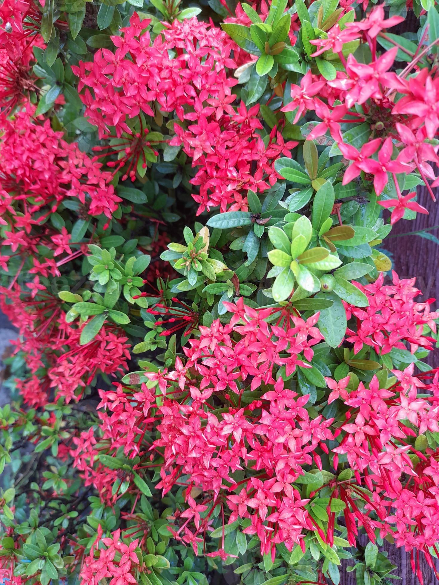 a planta de flor soka ou ixora chinensis vermelha, comumente conhecida como  pétala de flores chinesas ixora. 12564205 Foto de stock no Vecteezy