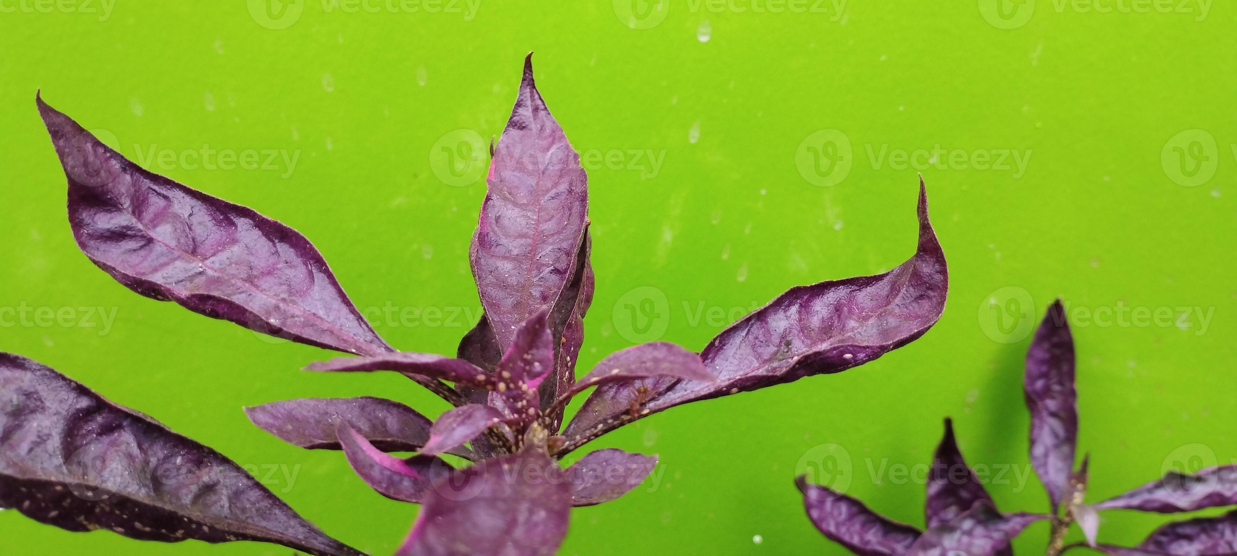 folhas roxas ou também conhecidas como folhas wungu são plantas medicinais  de papua nova guiné e polinésia 12564270 Foto de stock no Vecteezy