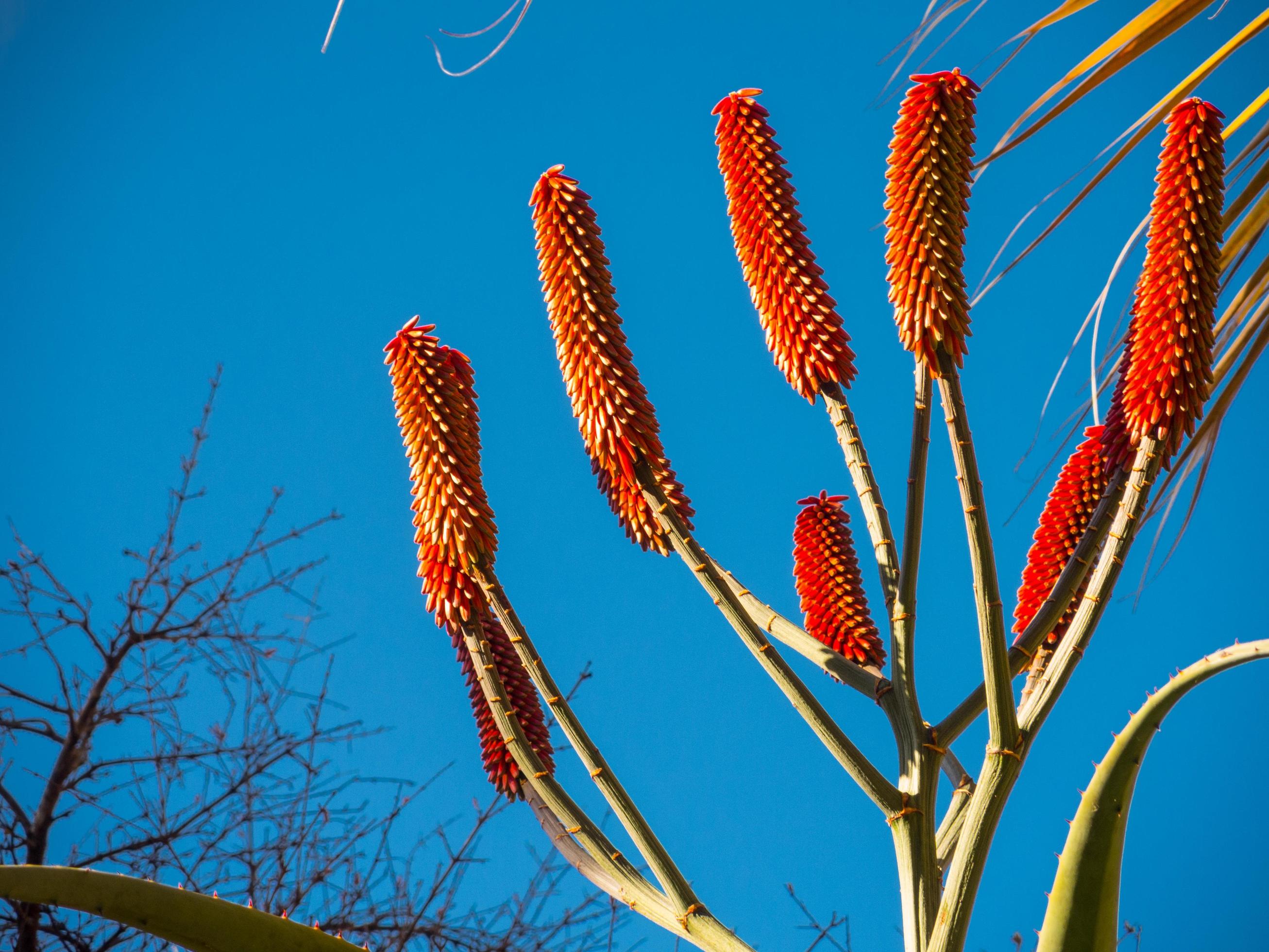 aloe excelsa flor vermelha também conhecida como aloe zimbabwe. 12594228  Foto de stock no Vecteezy
