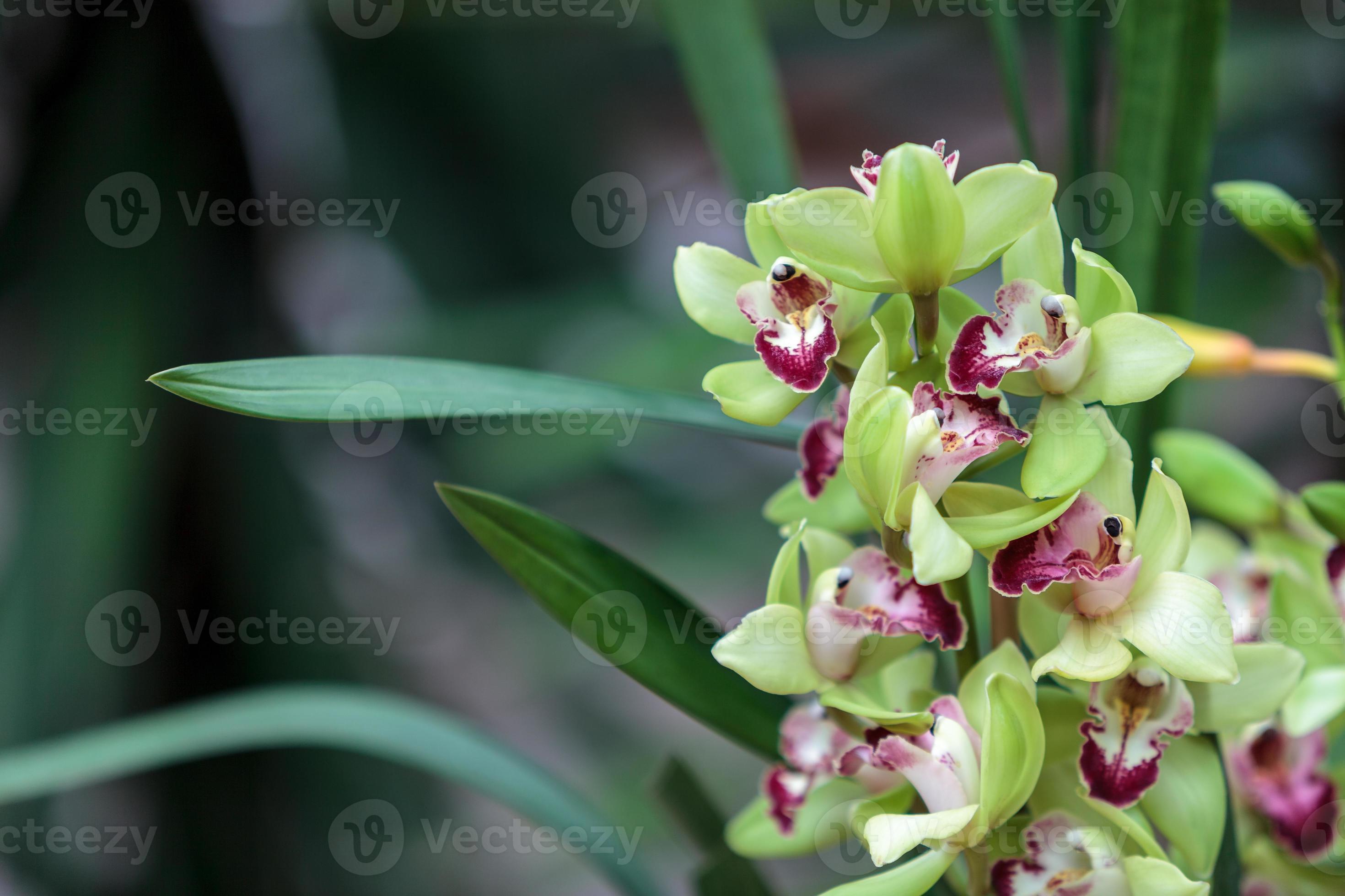 orquídea tropical verde cymbidium 1265202 Foto de stock no Vecteezy