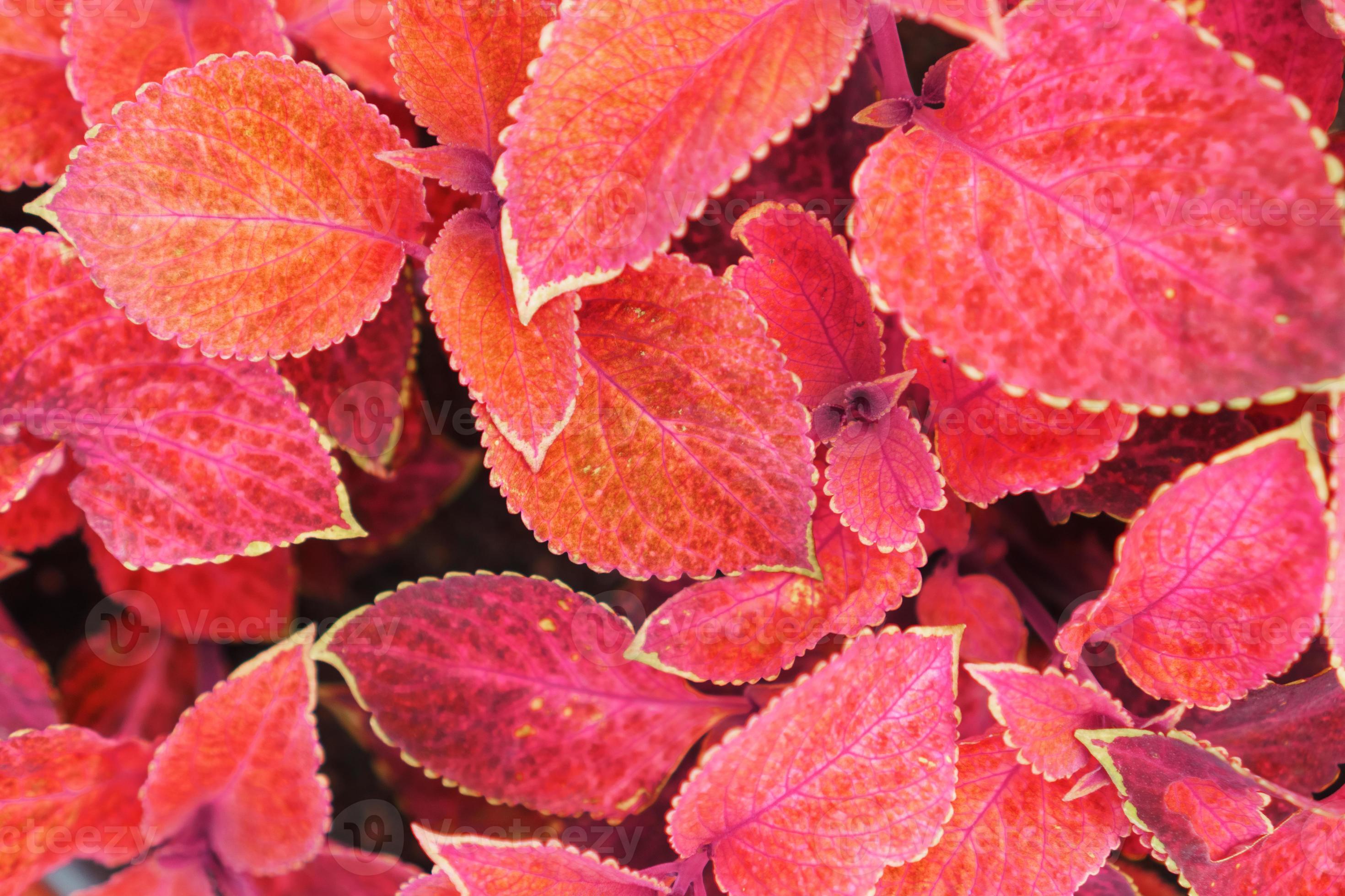 folhas vermelhas de um close-up de plantas de jardim como pano de fundo.  12842441 Foto de stock no Vecteezy