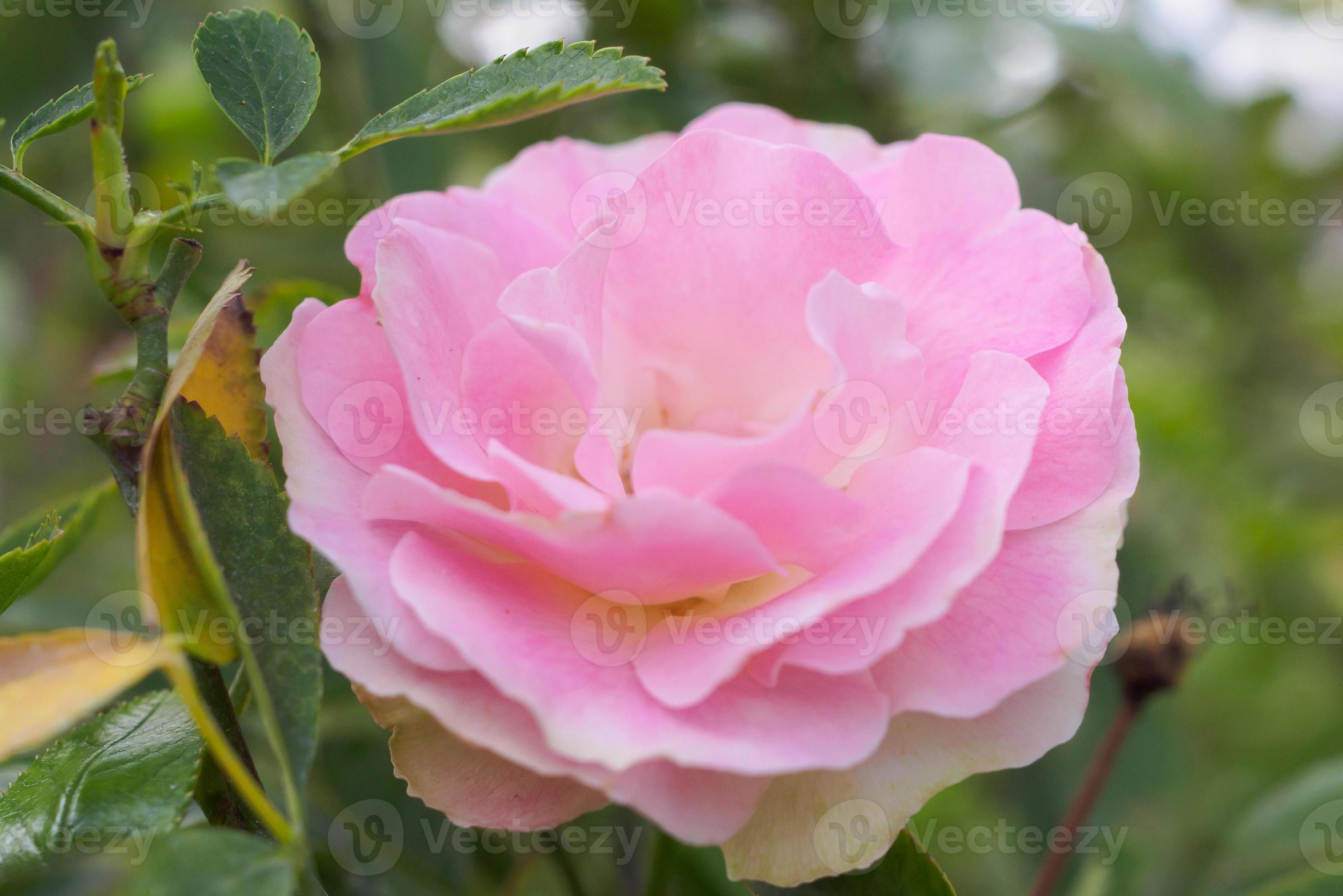 linda flor de rosas cor de rosa coloridas no jardim 12884376 Foto de stock  no Vecteezy