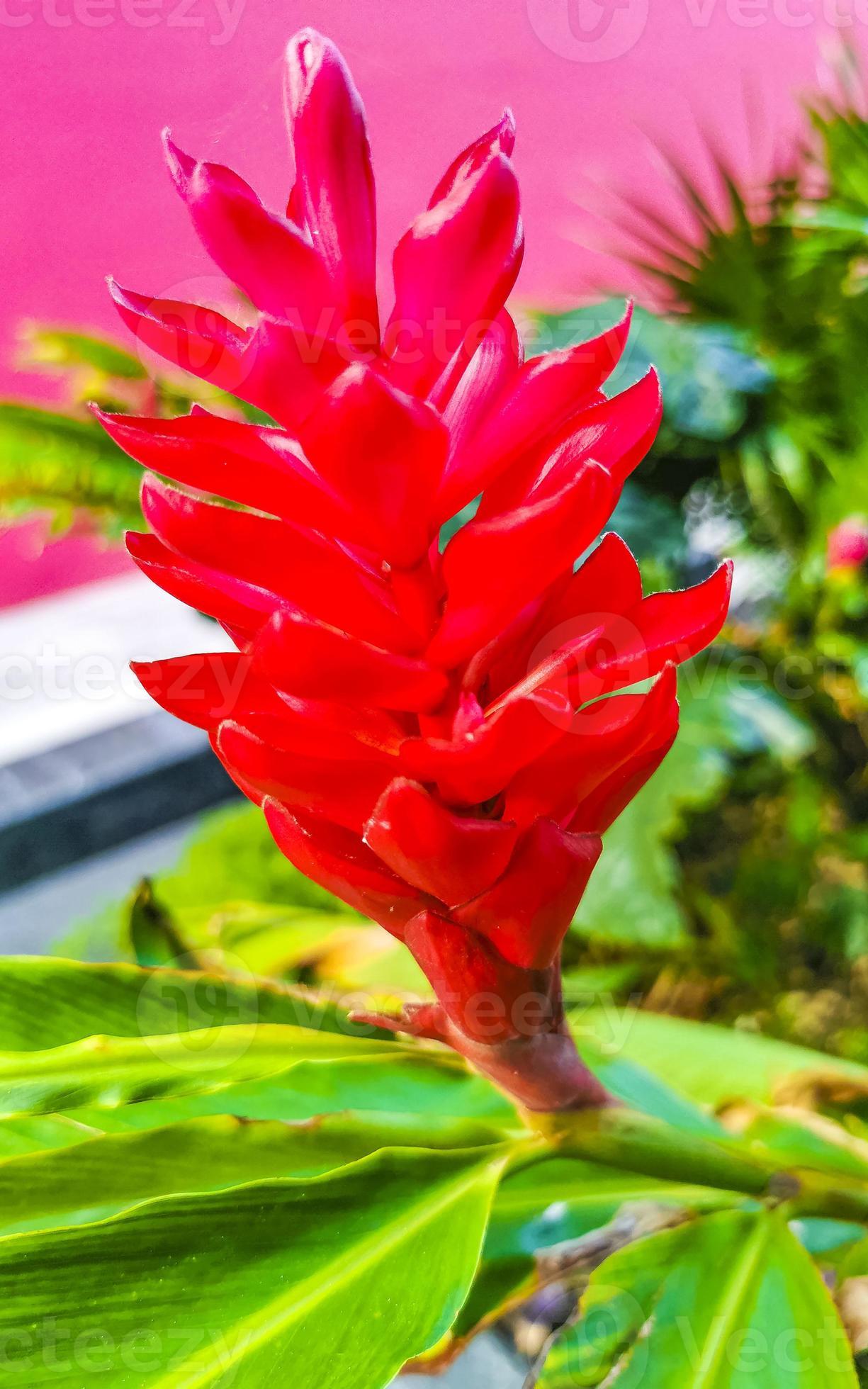 planta tropical rara da flor de gengibre rosa vermelha roxa no méxico.  13022361 Foto de stock no Vecteezy