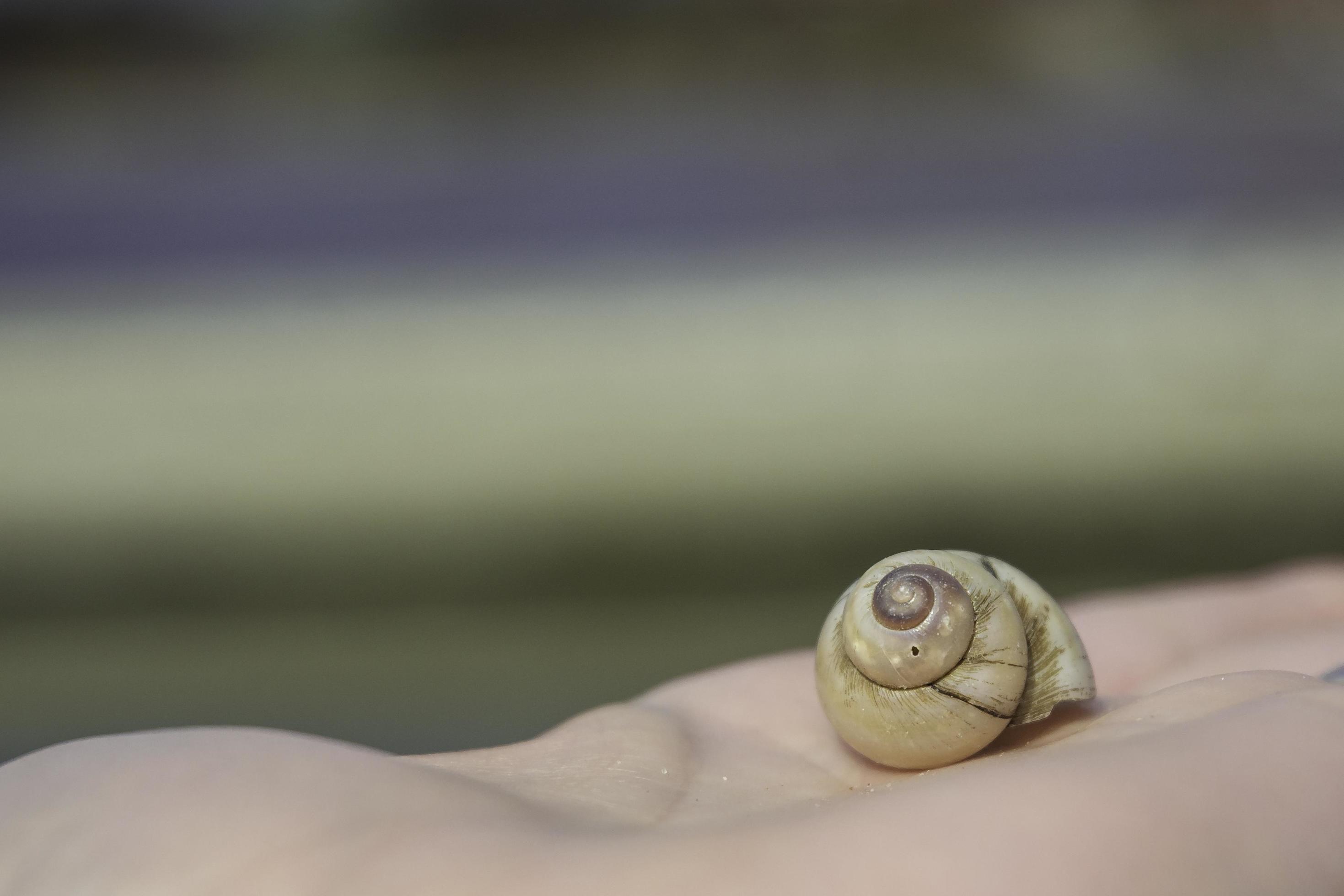 uma concha de caracol em uma mão foto
