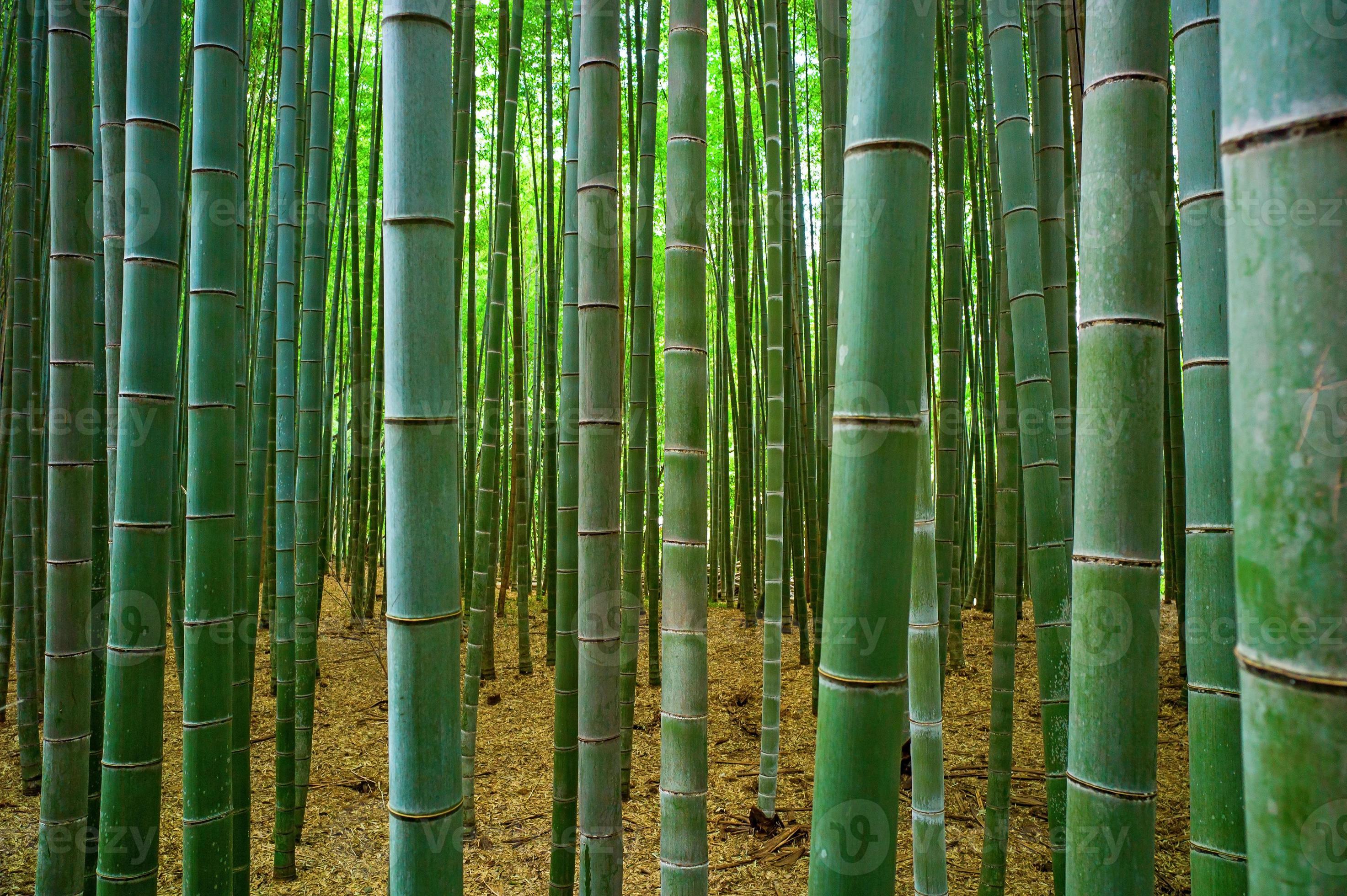 Floresta De Bambu Fluxo De água Folha De Bambu Pingos De Chuva Paisagem  Natural Fundo Na Chuva, Floresta De Bambu Na Chuva, Cenário Natural,  Floresta De Bambu Imagem de plano de fundo