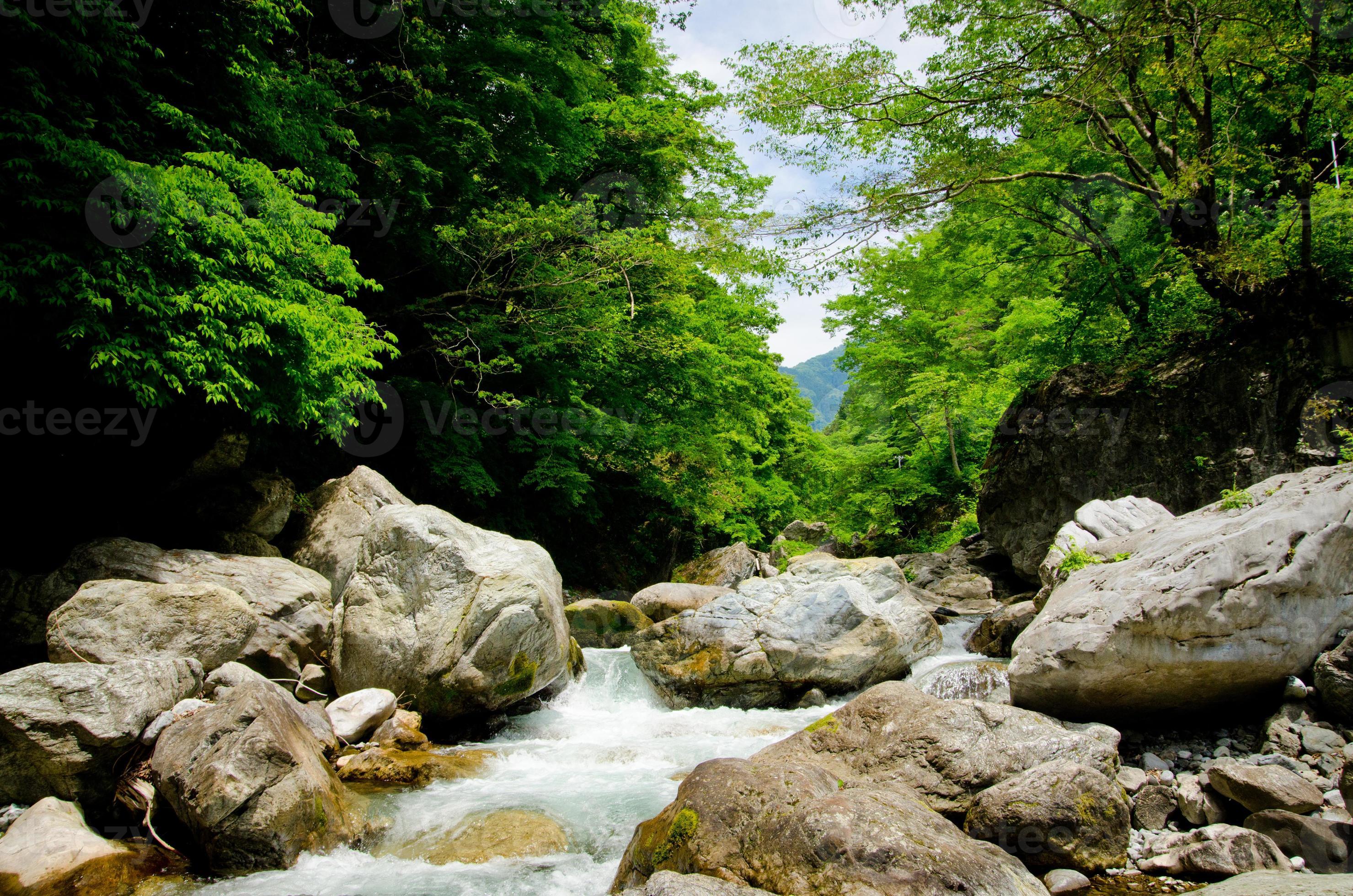 Linda imagem de um pequeno riacho em uma floresta verde exuberante banco de  imagens