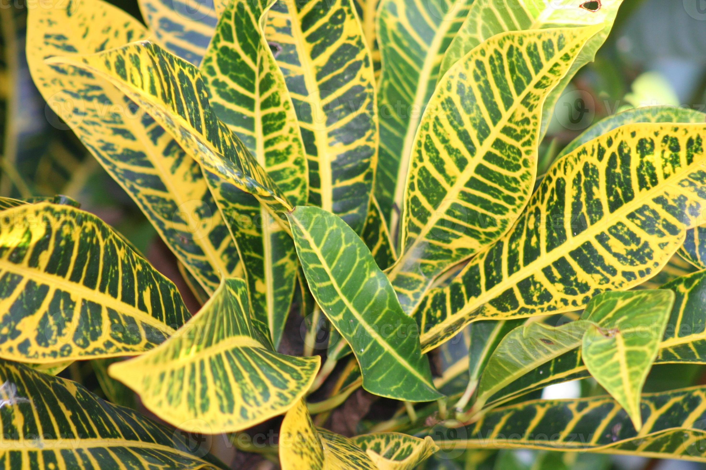 close-up de fundos de folhagem de planta de folha verde e amarela 1333678  Foto de stock no Vecteezy