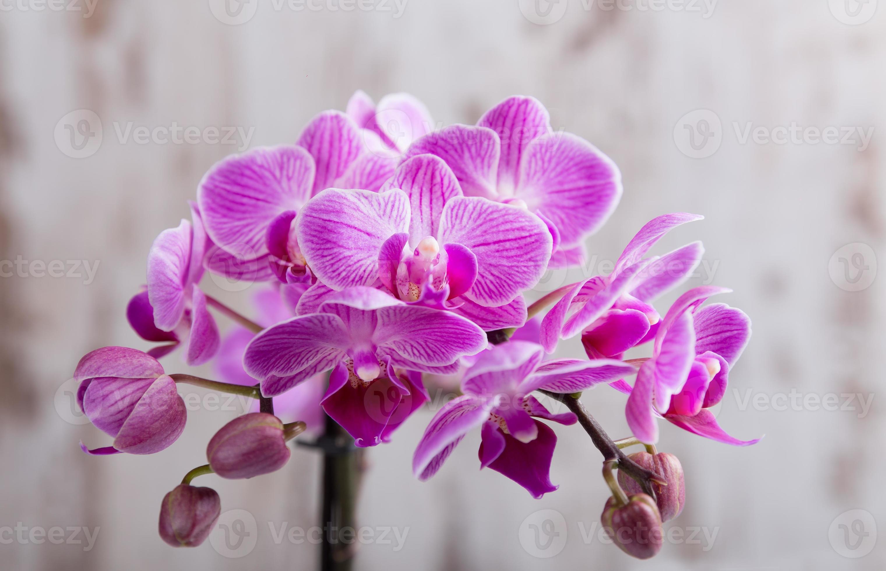 orquídea roxa 1335981 Foto de stock no Vecteezy