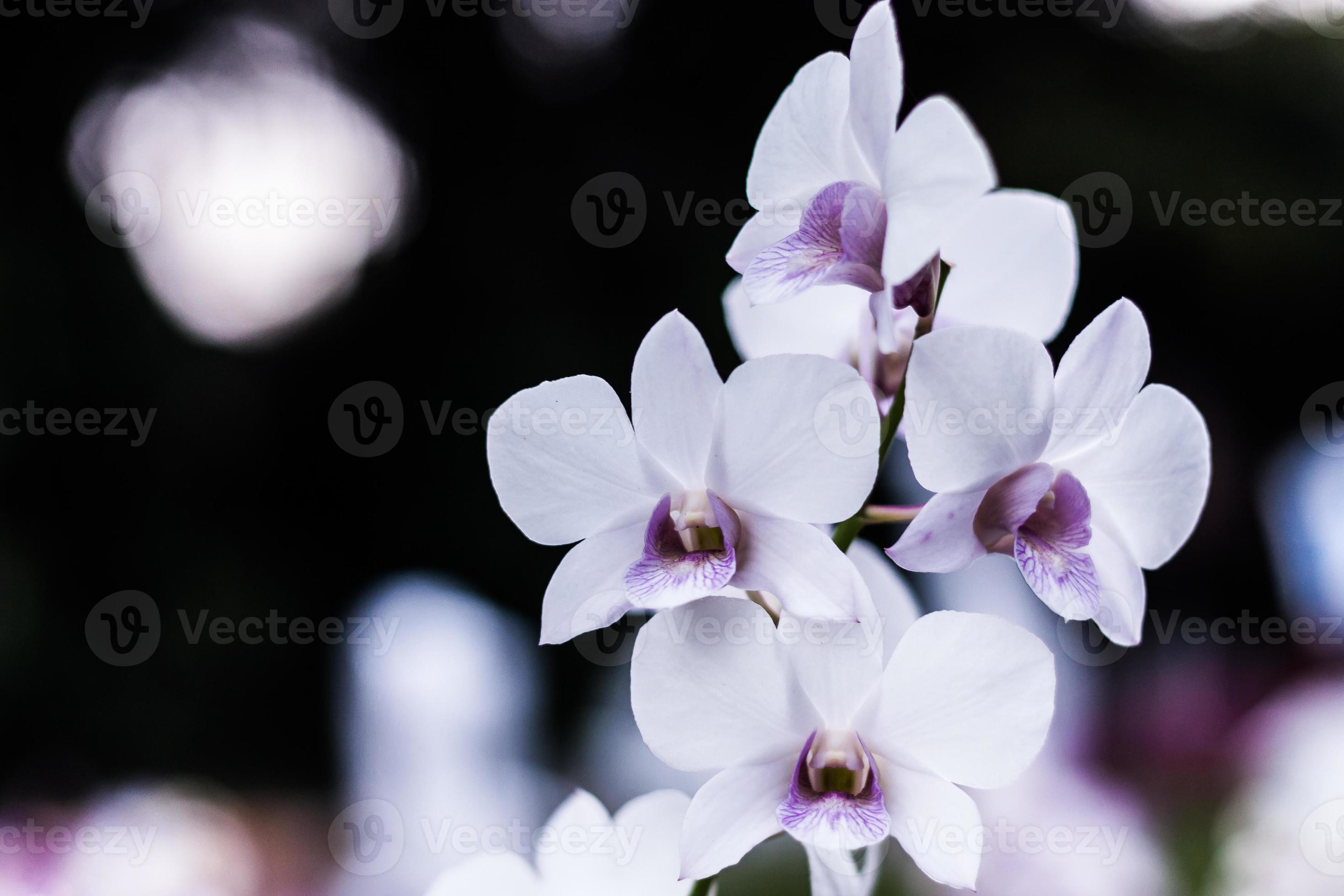 orquídea branca e roxa 1336521 Foto de stock no Vecteezy