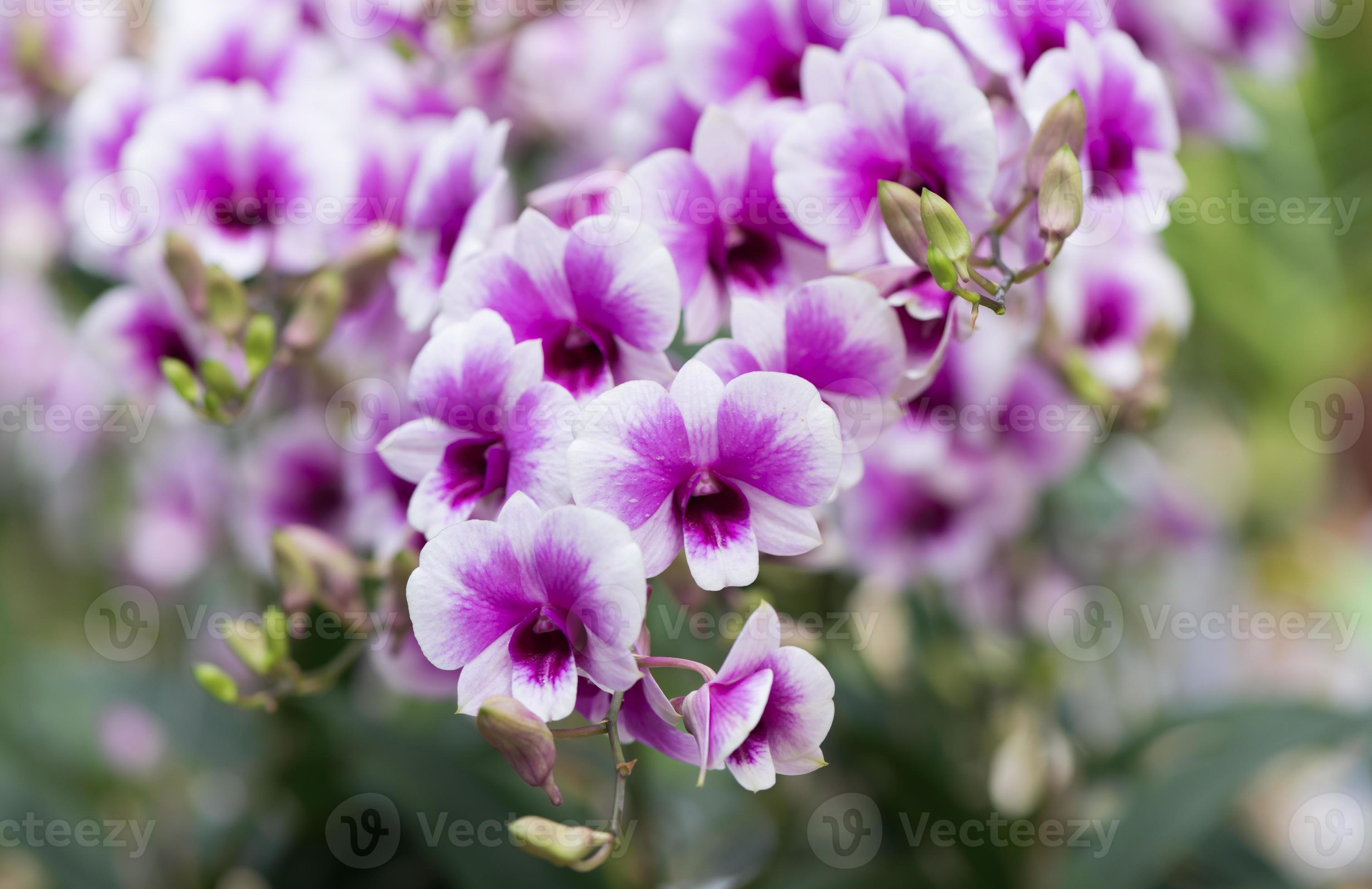 flor de orquídea dendrobium híbrida roxa 1336611 Foto de stock no Vecteezy