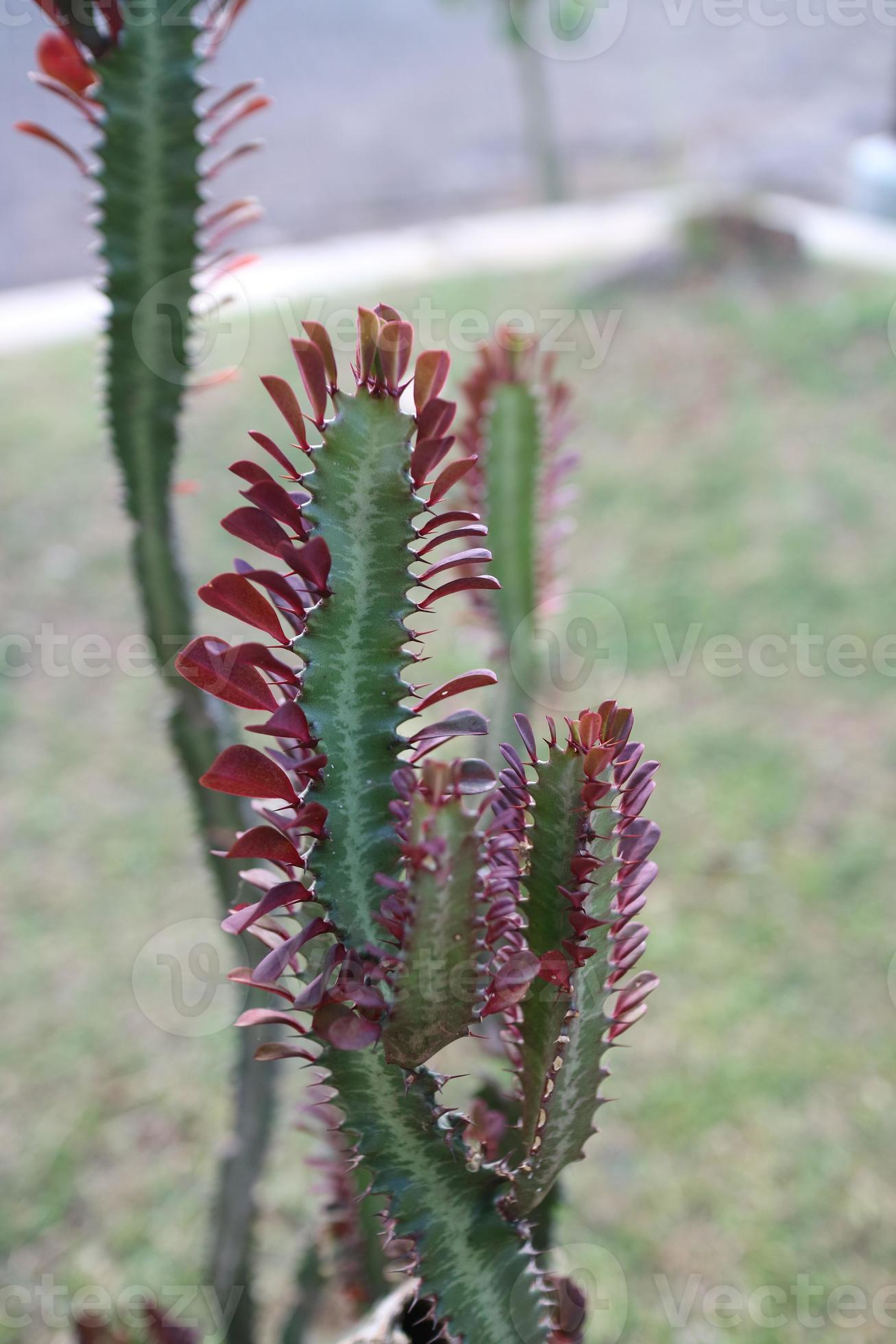 uma planta em forma de cauda de dragão chamada euphorbia trigona 13402209  Foto de stock no Vecteezy