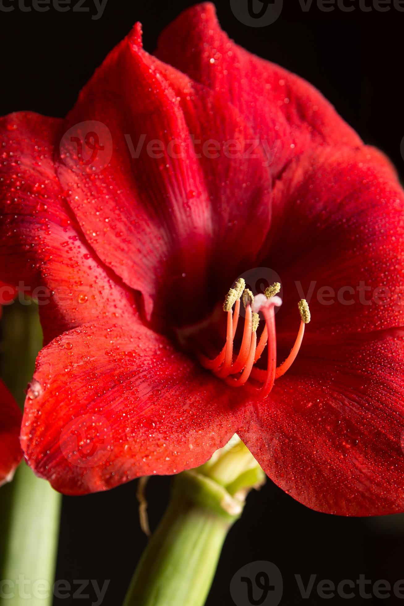 flor de amarílis vermelha em fundo preto. hippeastrum hortorum. 1342538  Foto de stock no Vecteezy