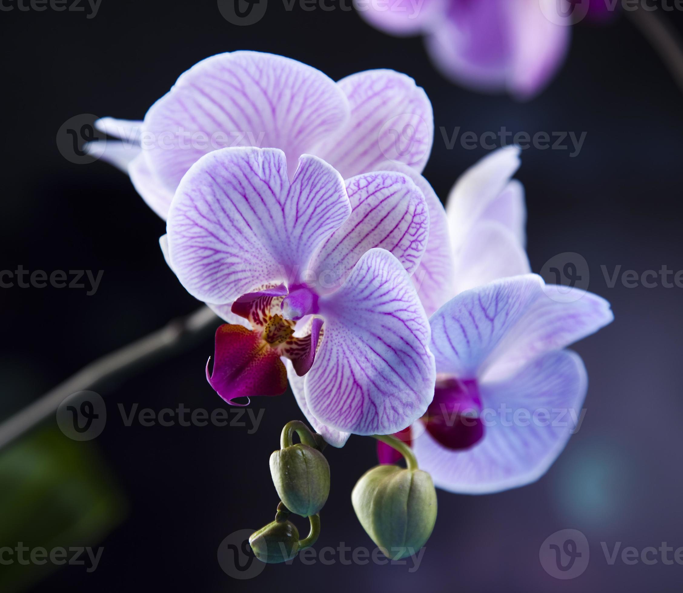 lindas orquídeas 1342827 Foto de stock no Vecteezy