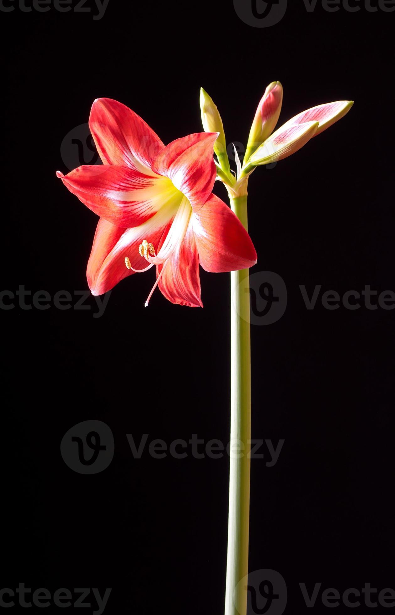 flor de amarilis vermelha 1344017 Foto de stock no Vecteezy