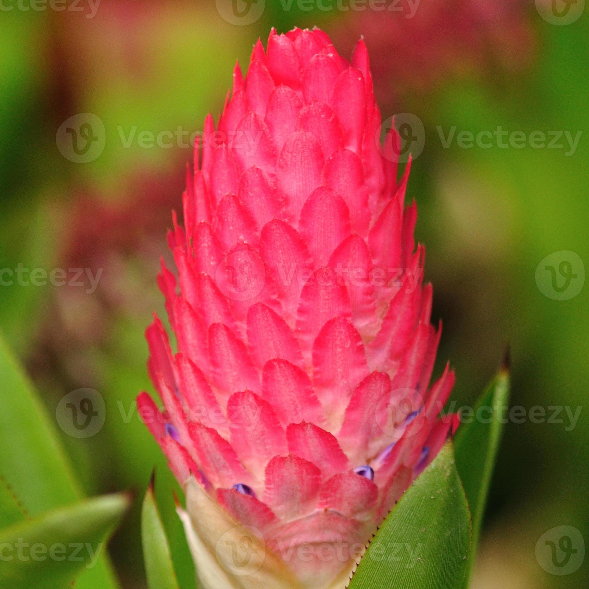 bela curcuma alismatifolia rosa vermelha. 1344392 Foto de stock no Vecteezy