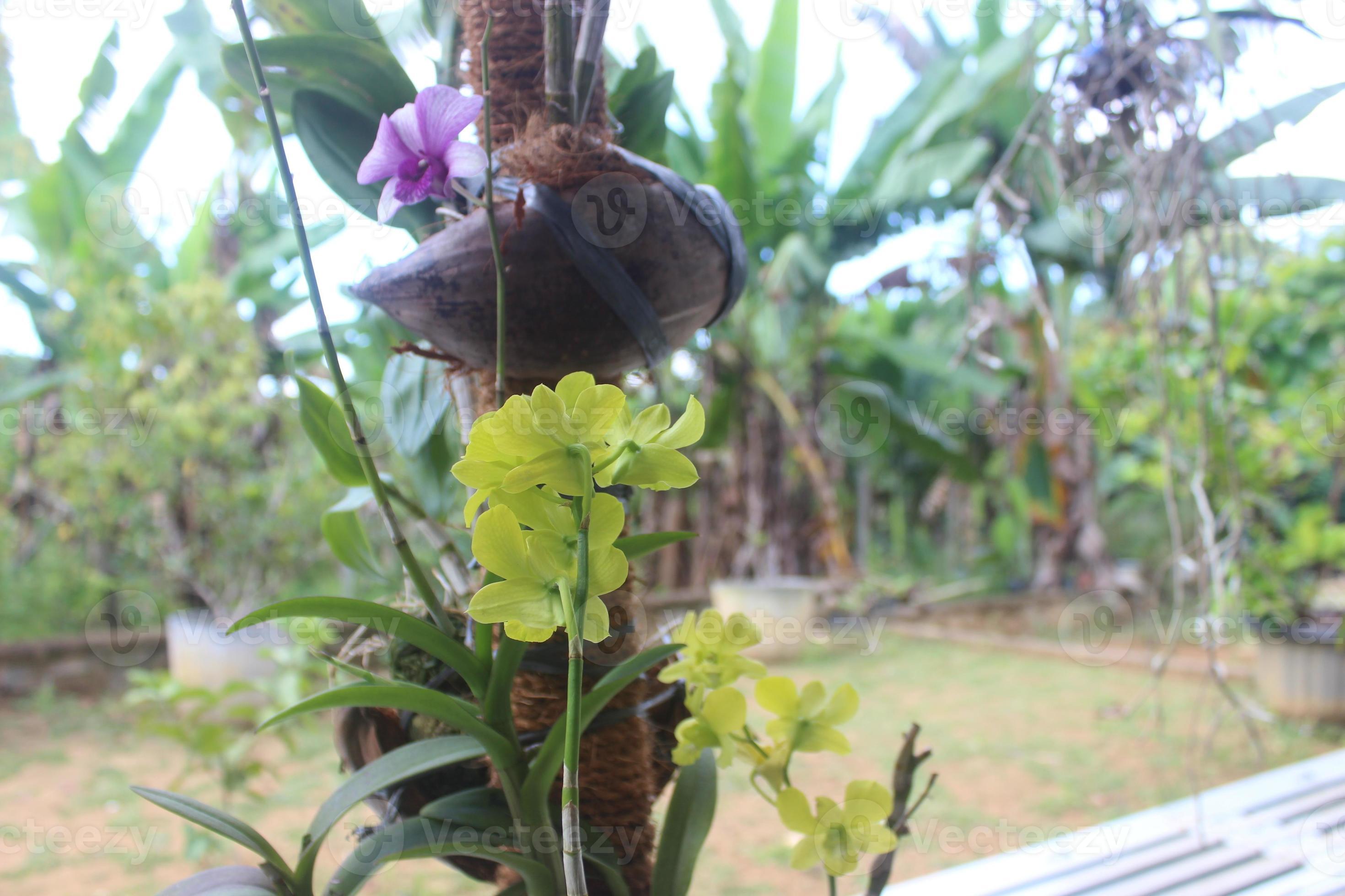 close-up de lindas flores de orquídea verde dendrobium areedang no jardim  em fundo desfocado. ótimo para decoração interna e externa. 13444499 Foto  de stock no Vecteezy