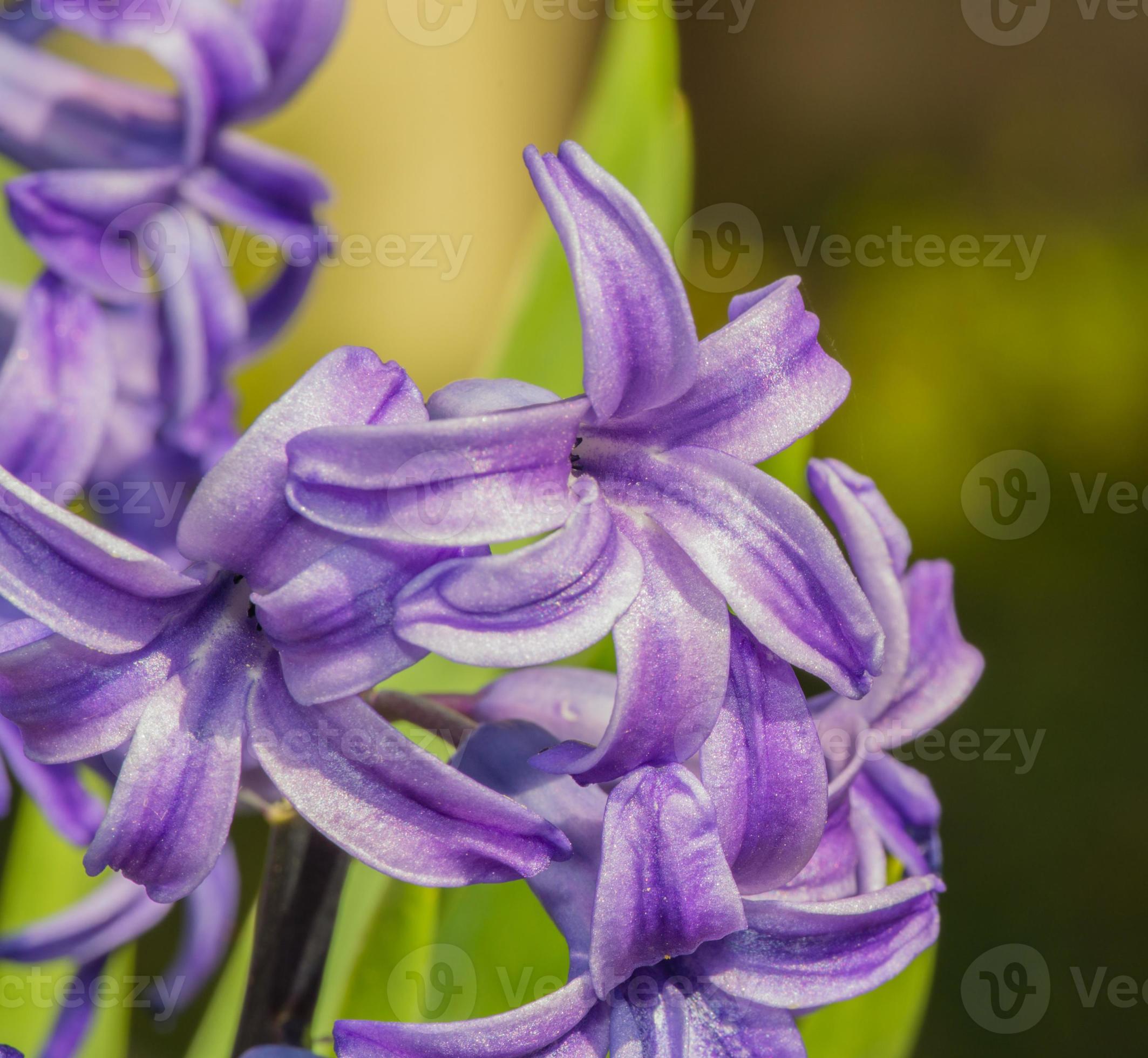 flor de jacinto de perto 1344473 Foto de stock no Vecteezy