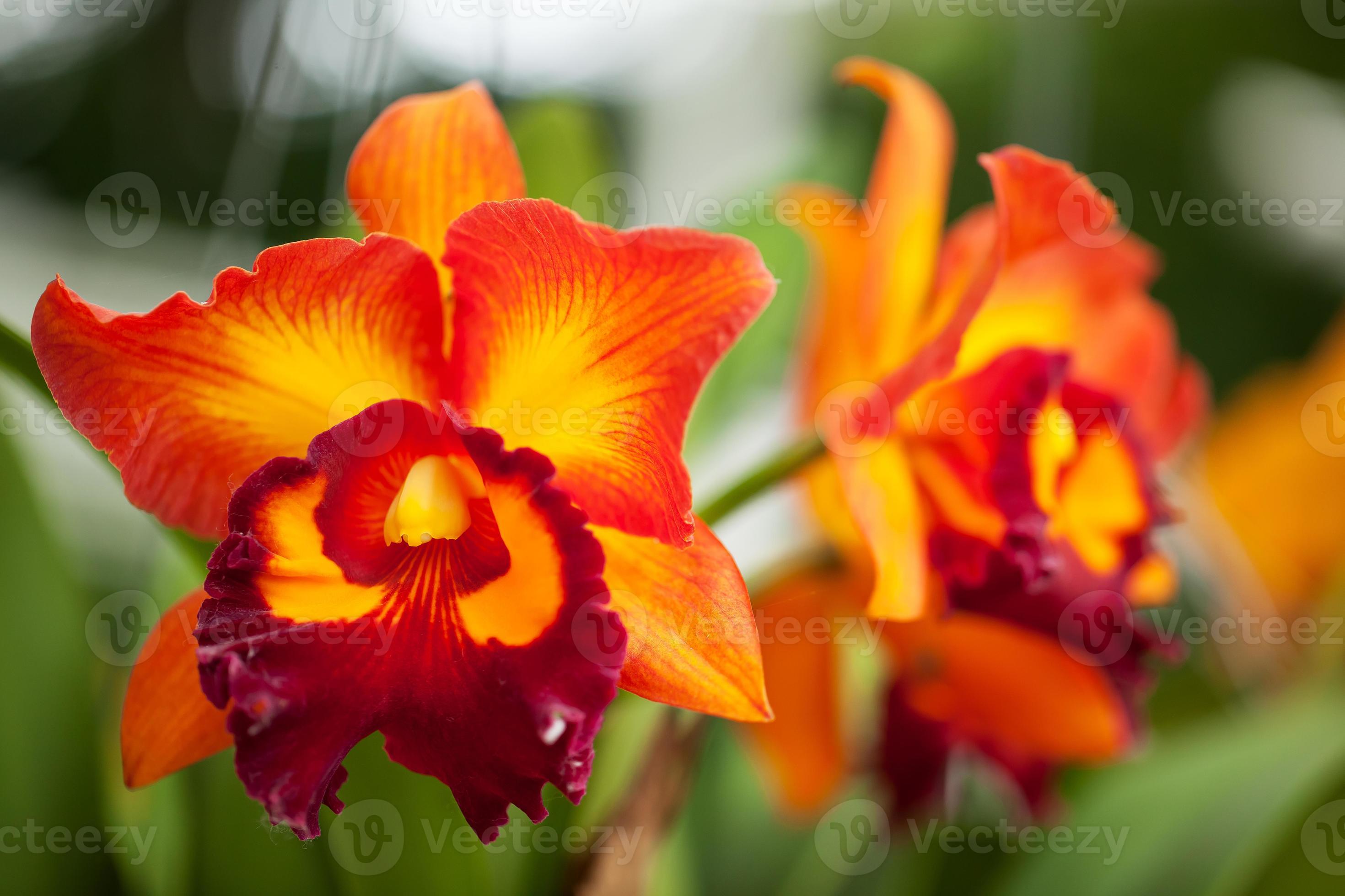 orquídea Cattleya 1346173 Foto de stock no Vecteezy