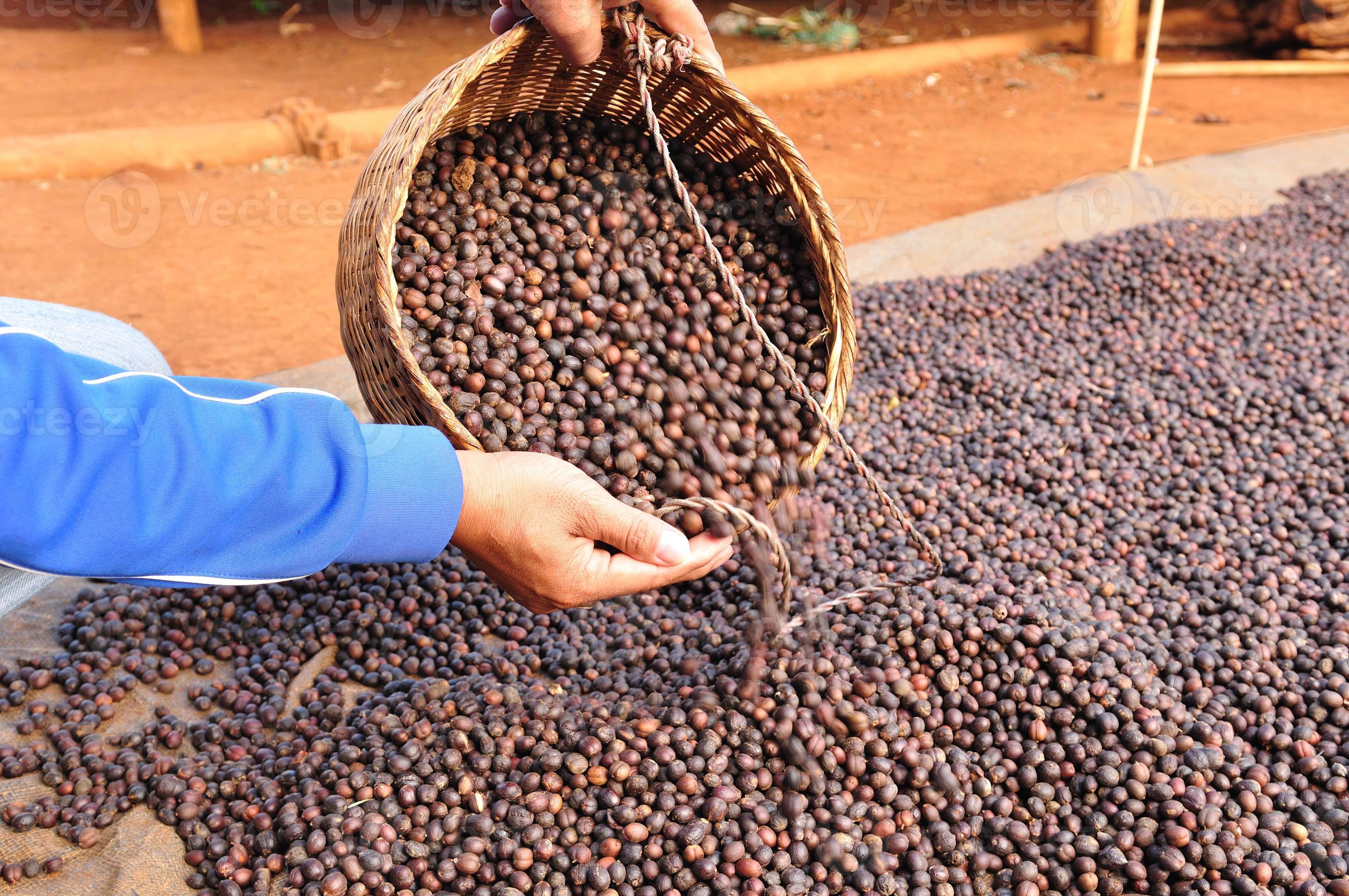 grãos de café robusta secos foram despejados da cesta foto