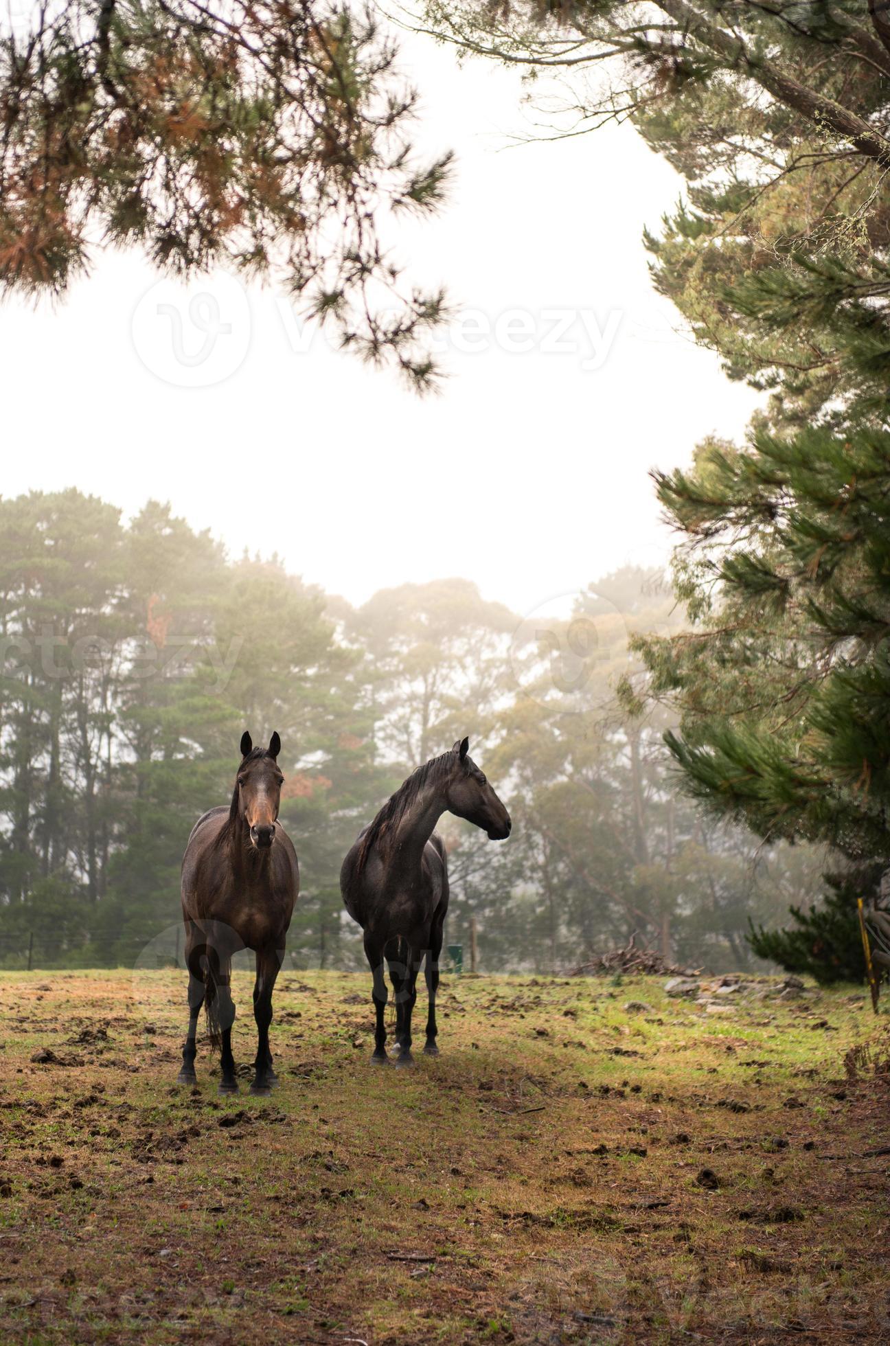 Cavalo frente a frente foto de stock. Imagem de fazenda - 1135038