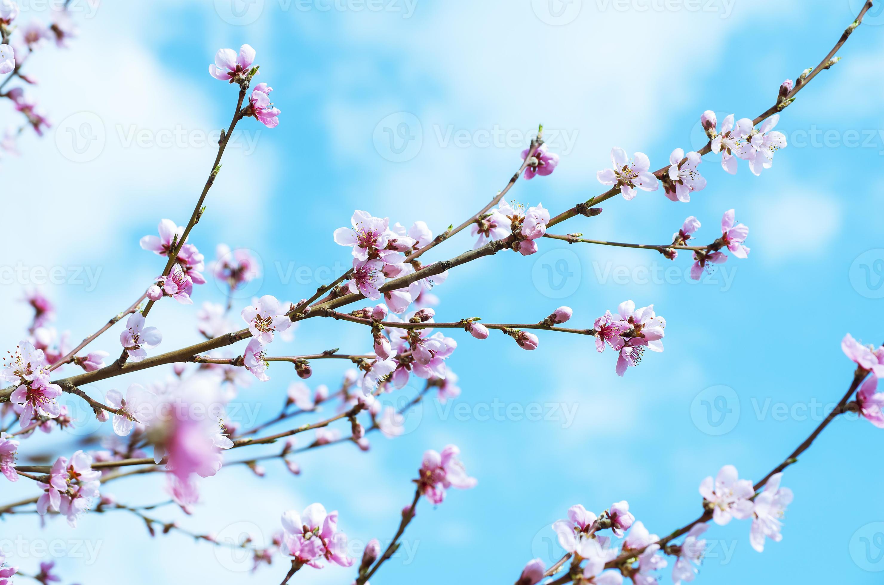 flores de cerejeira - flores rosa sakura em fundo de céu azul foto