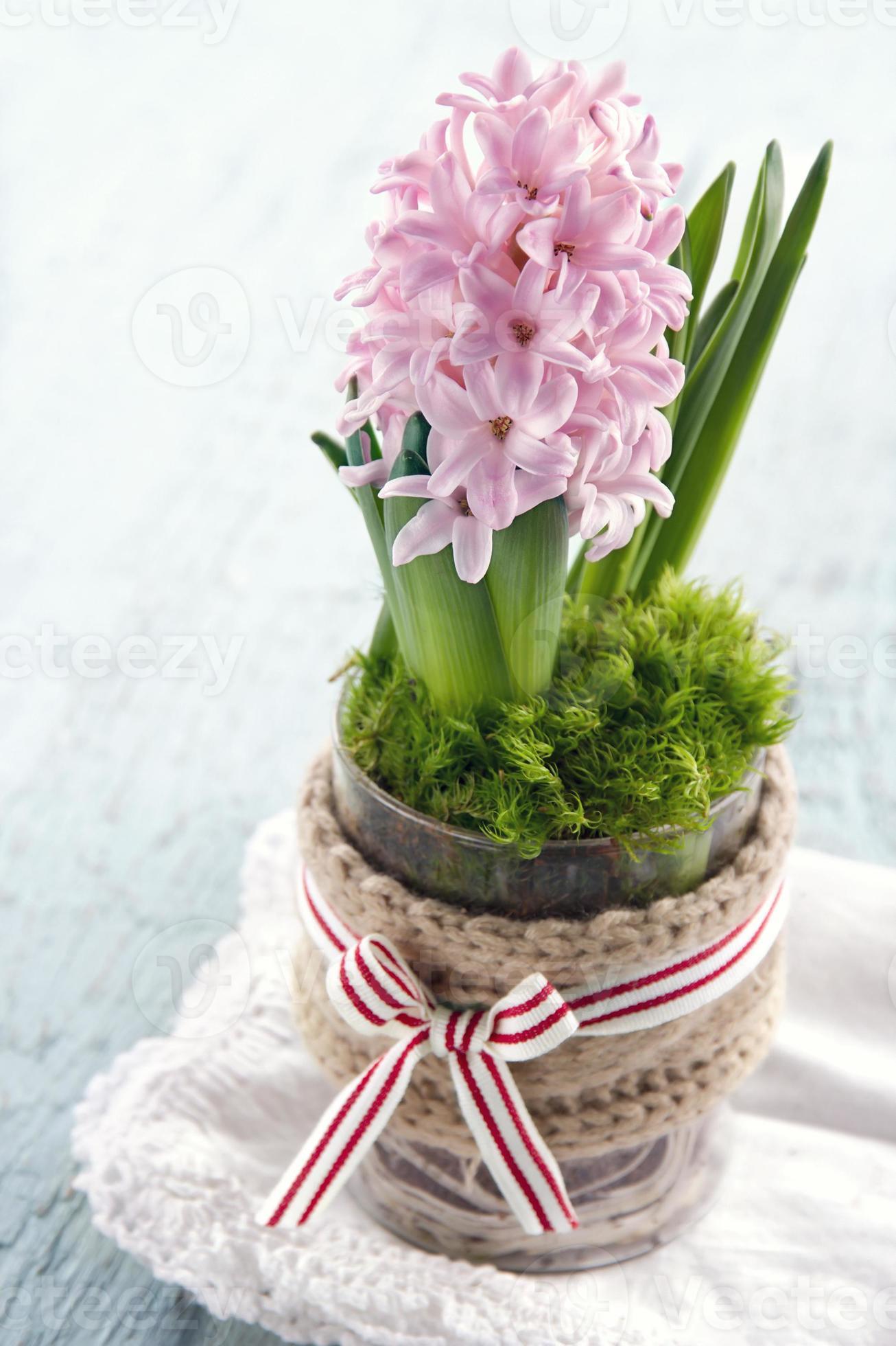 flor de jacinto rosa em um vaso de vidro 1372109 Foto de stock no Vecteezy